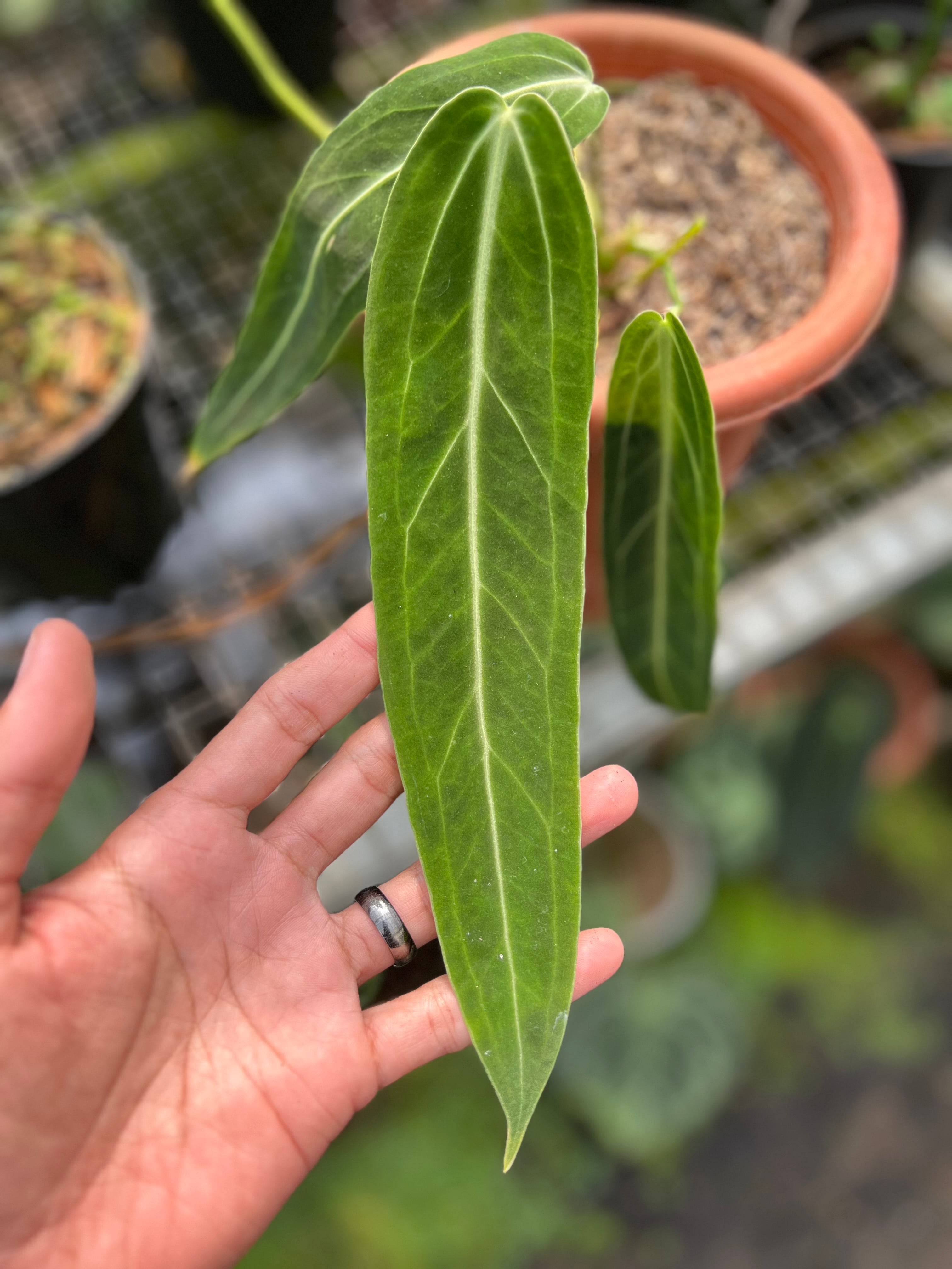 Anthurium warocqueanum Dark Form