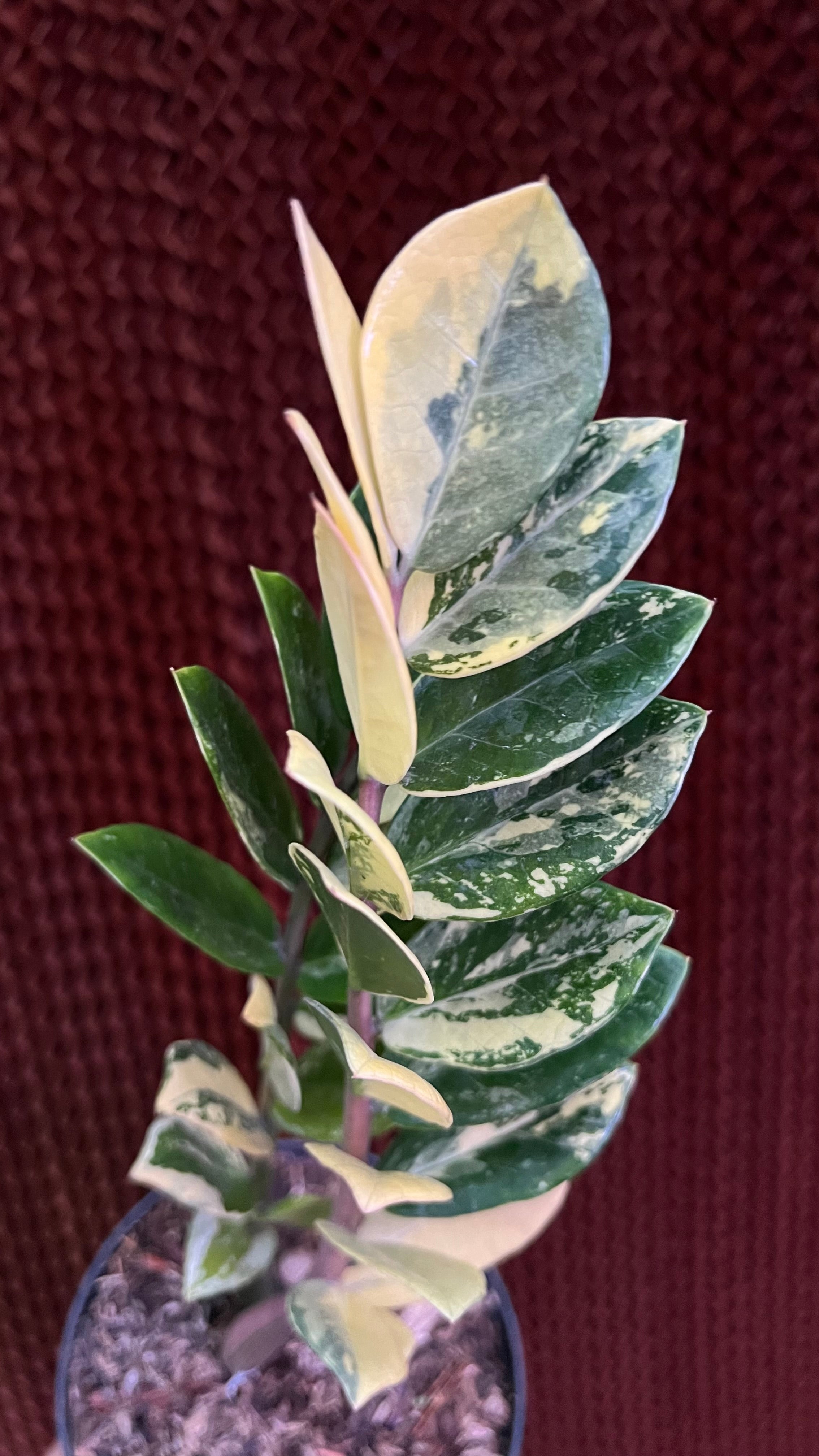 Zamioculcas Zamiifolia Variegated