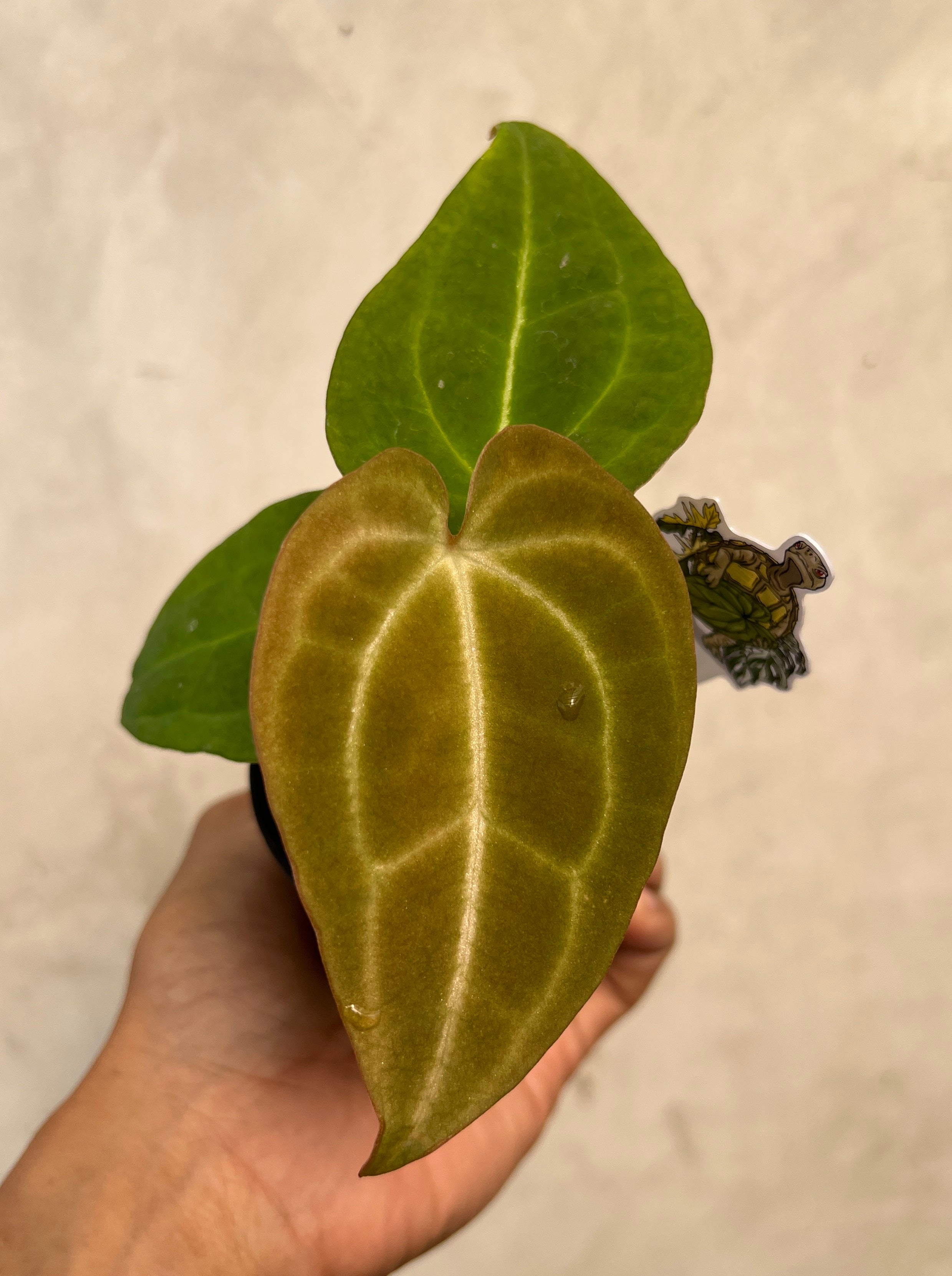 Anthurium (Red Velvet cake x Michelle) x Palidiflorum