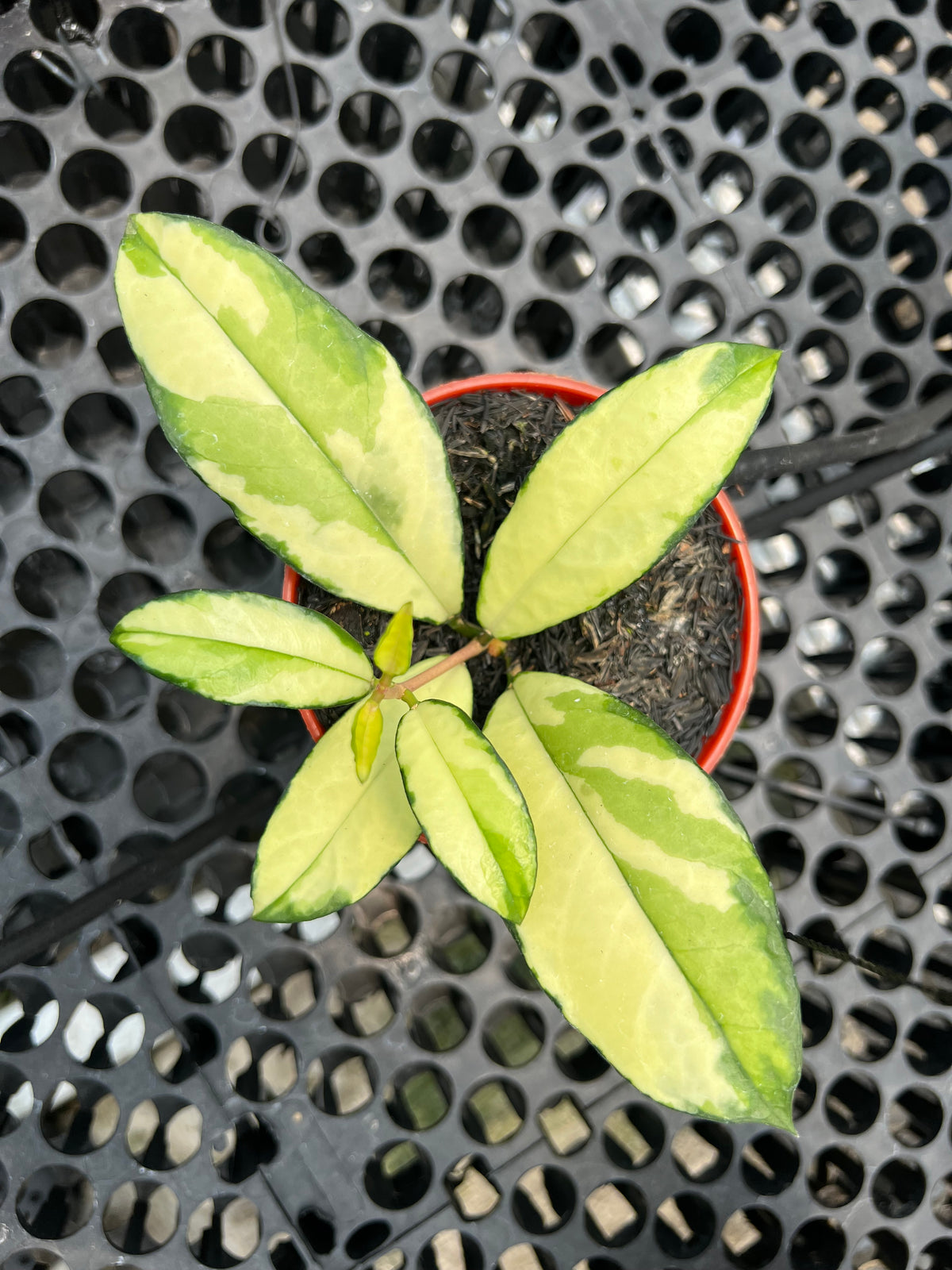 hoya crassipetiolata variegated 4 note