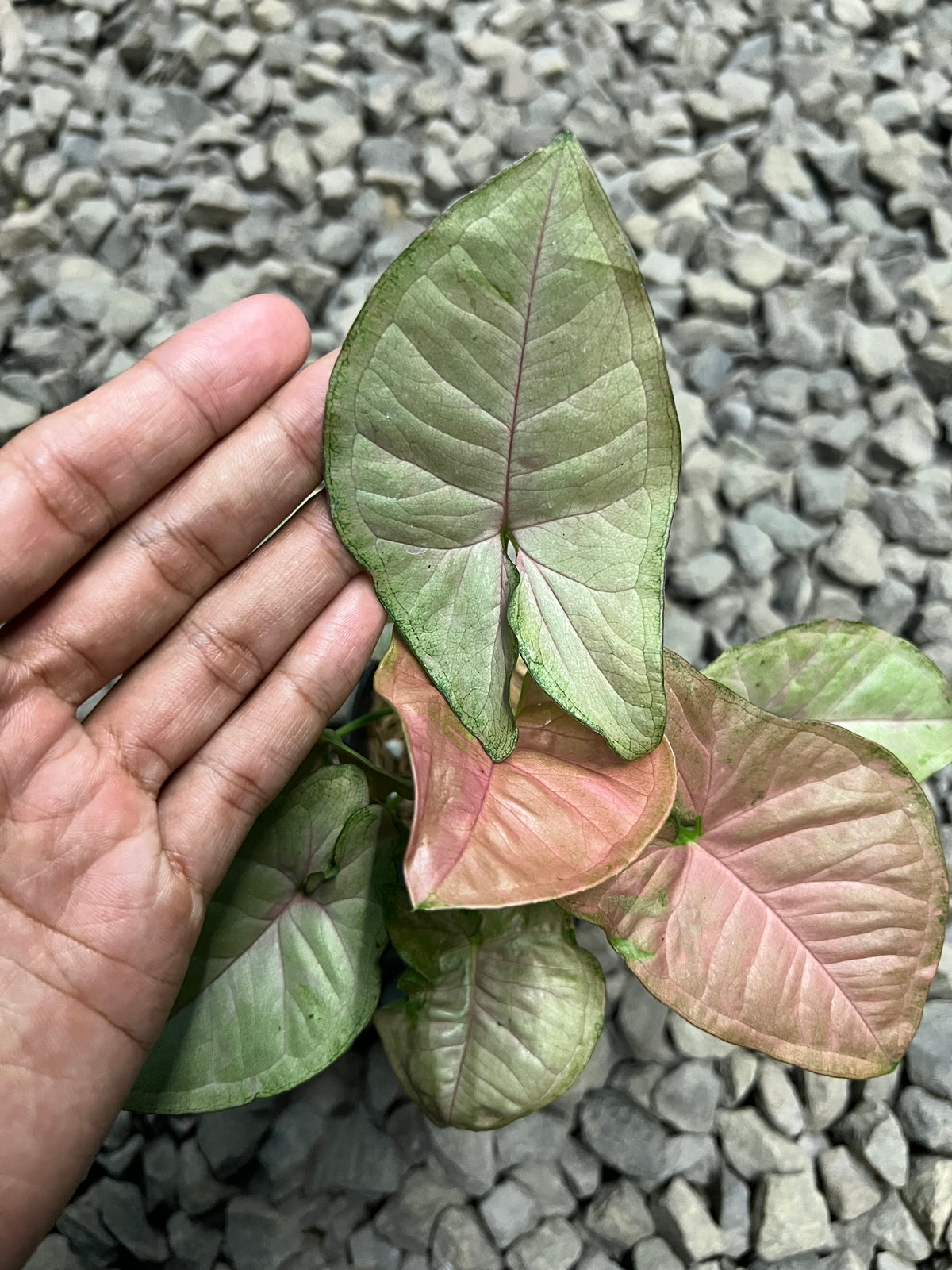 Syngonium Pink star galaxy