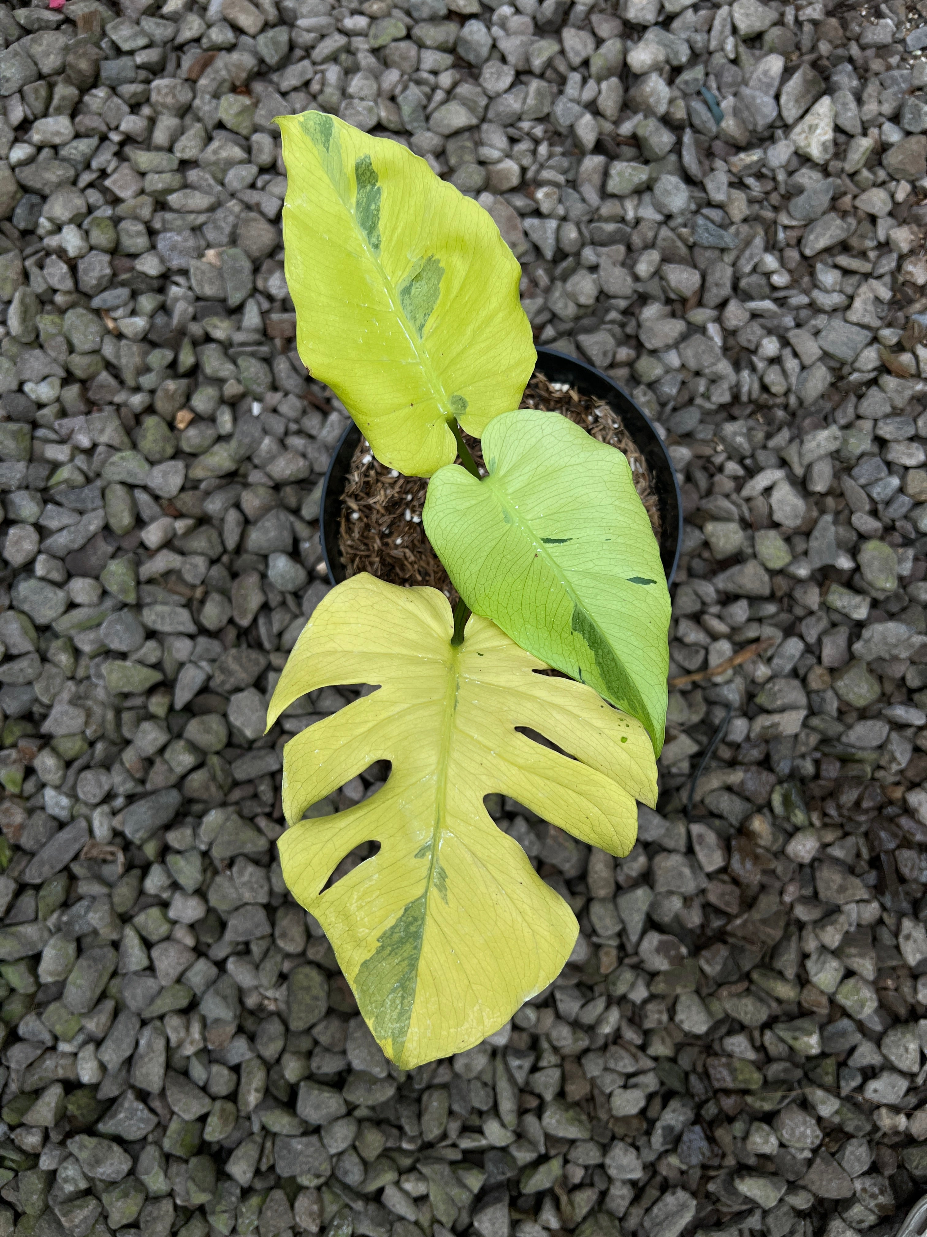 Monstera Yellow Lava