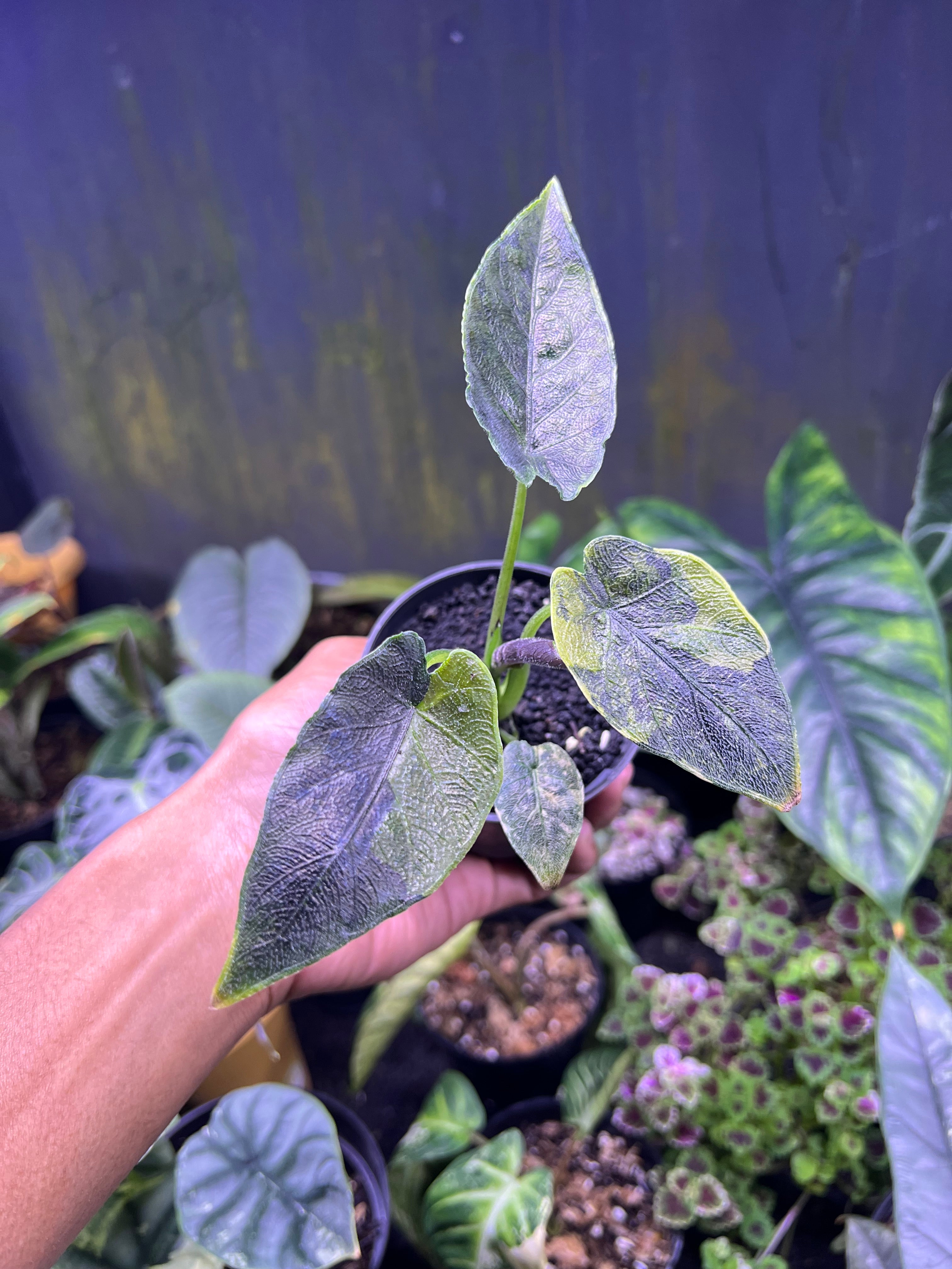 Alocasia Antoro Velvet Variegated Aurea