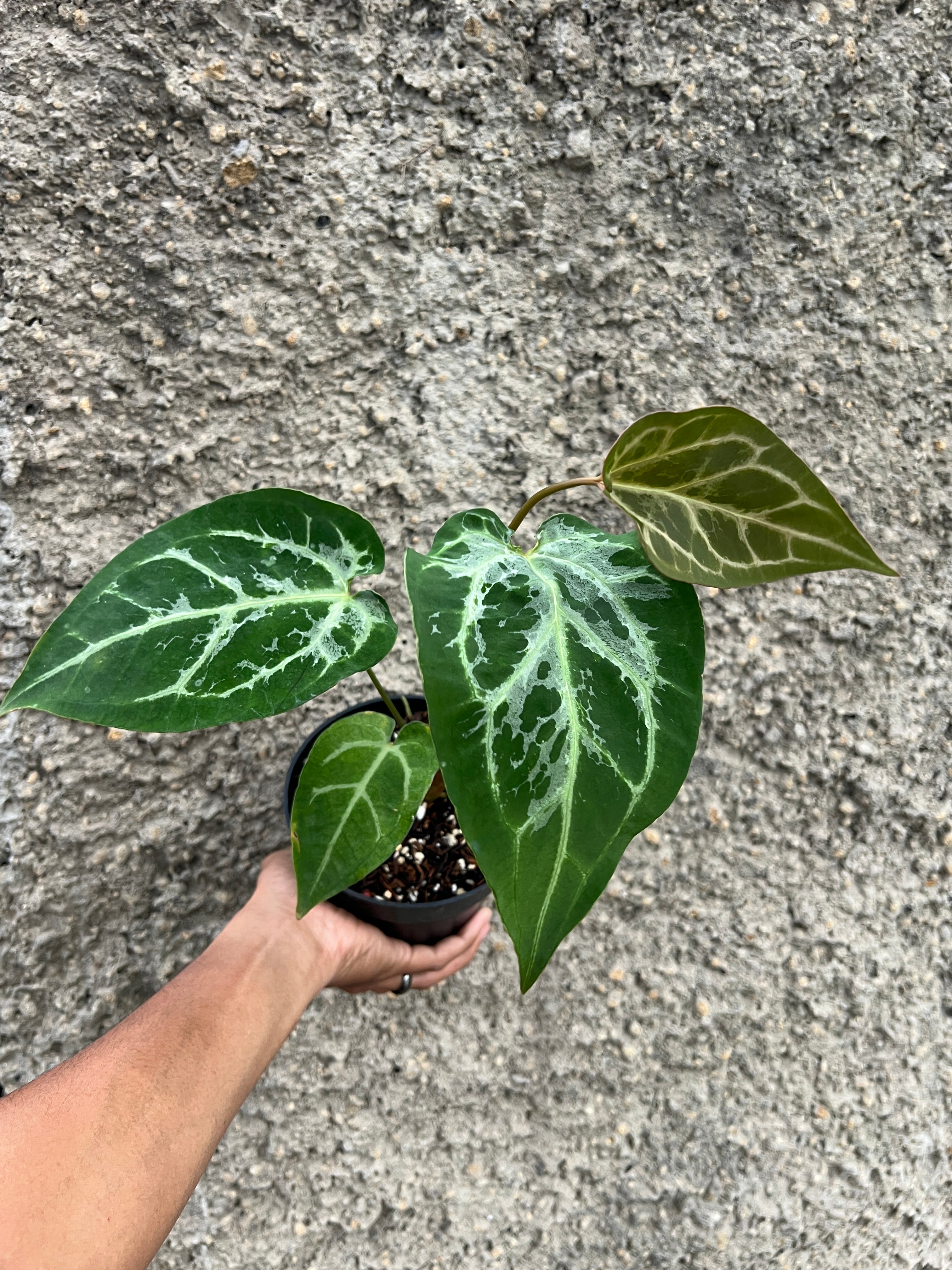 Anthurium Magnificum x Zara Michelle Blister
