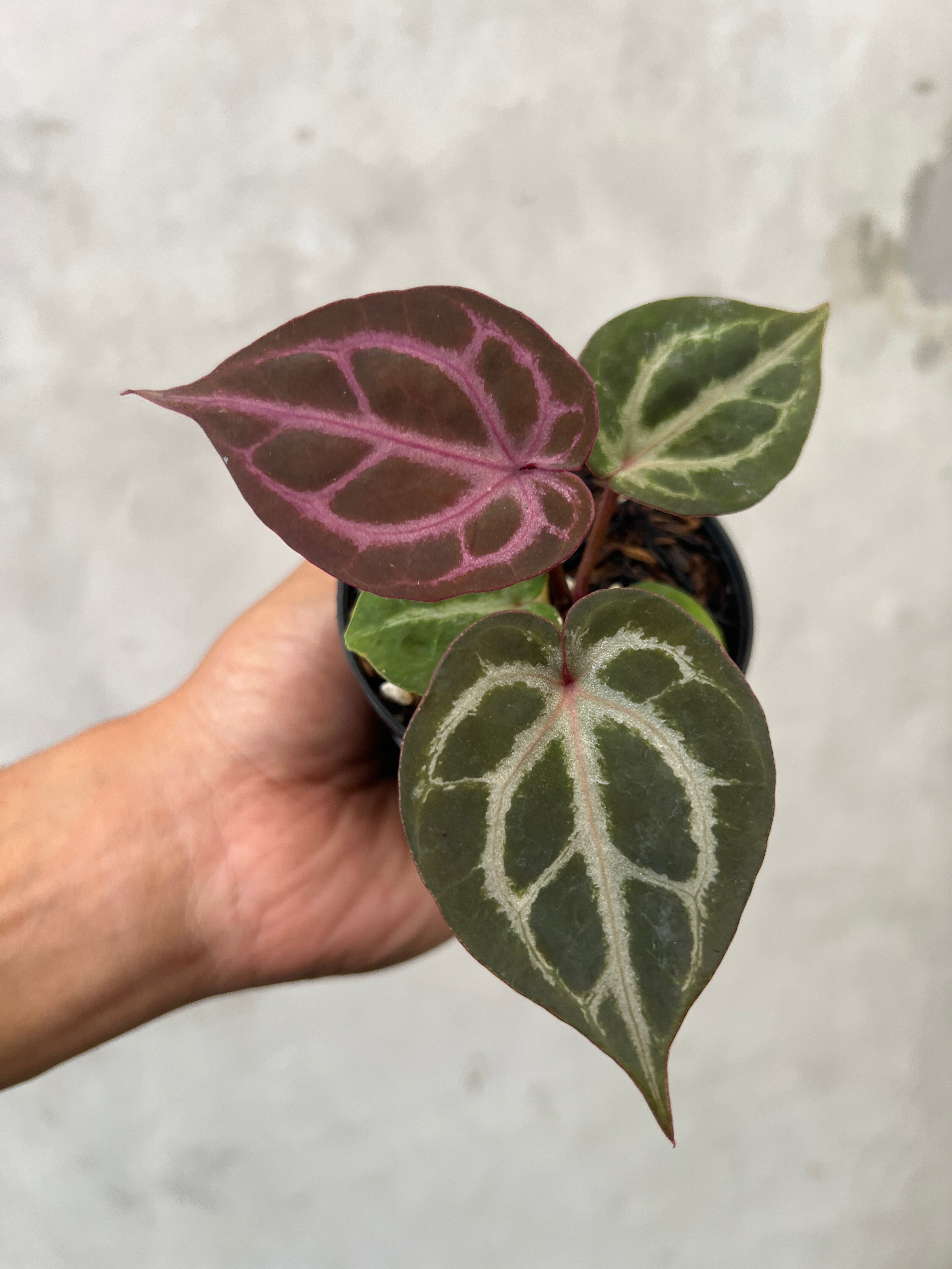 Anthurium Tortoise King
