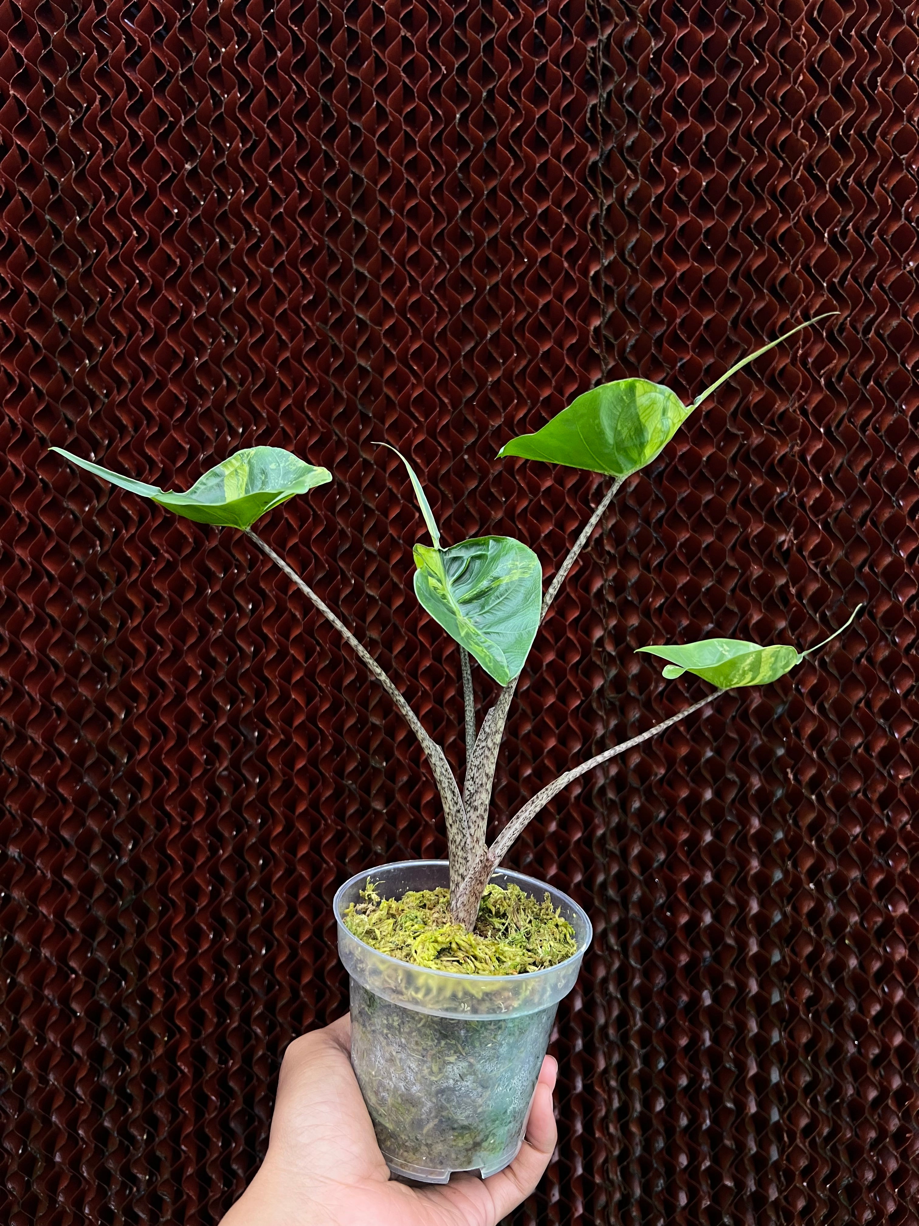 Alocasia Stringray Aurea Variegated
