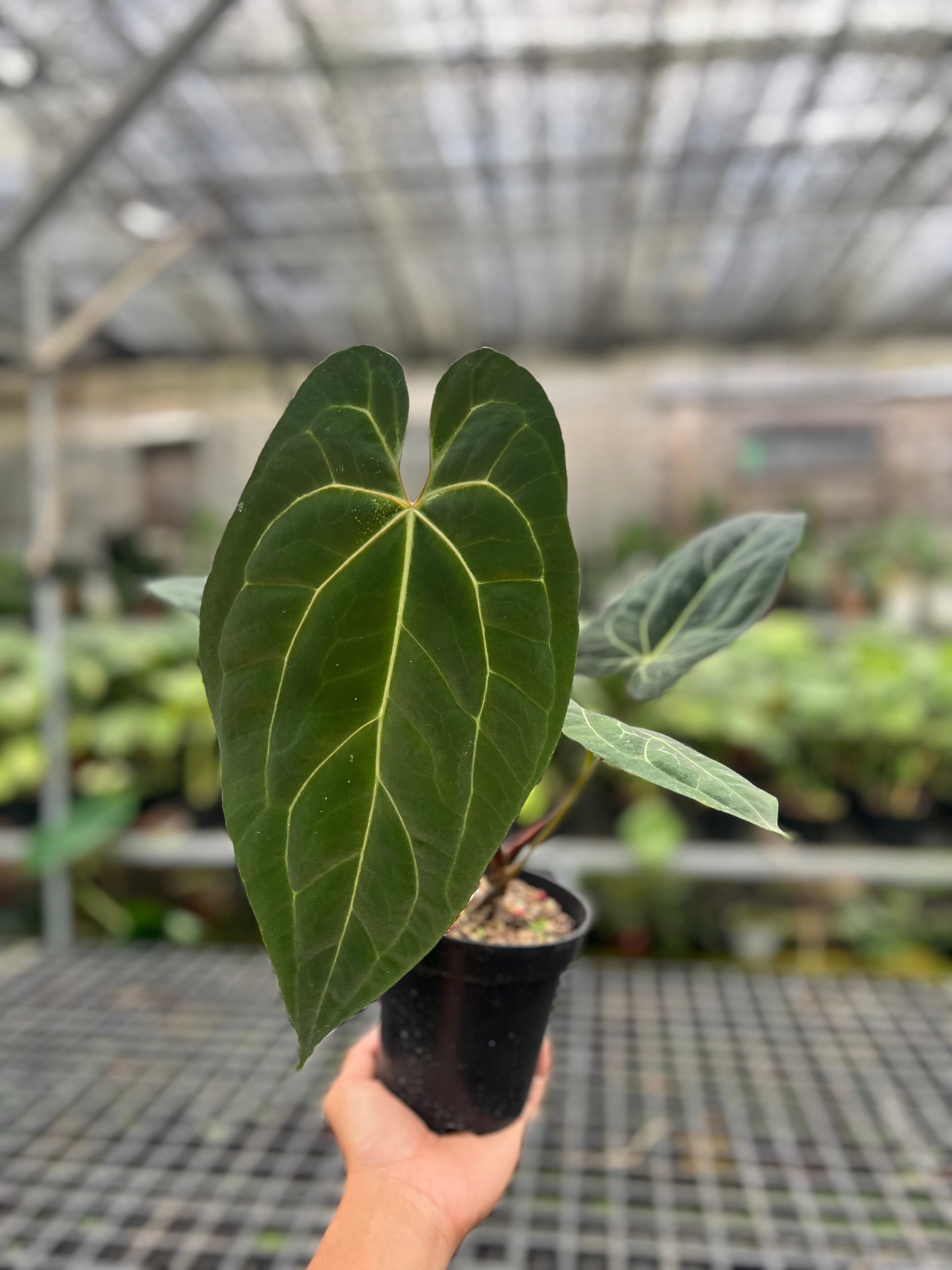 Anthurium Papilillaminum hybrid