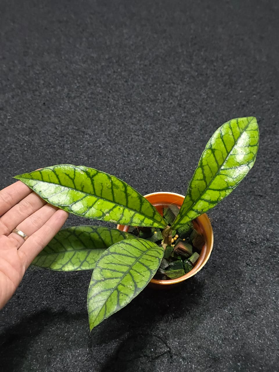 Hoya Calistophylla Zebra