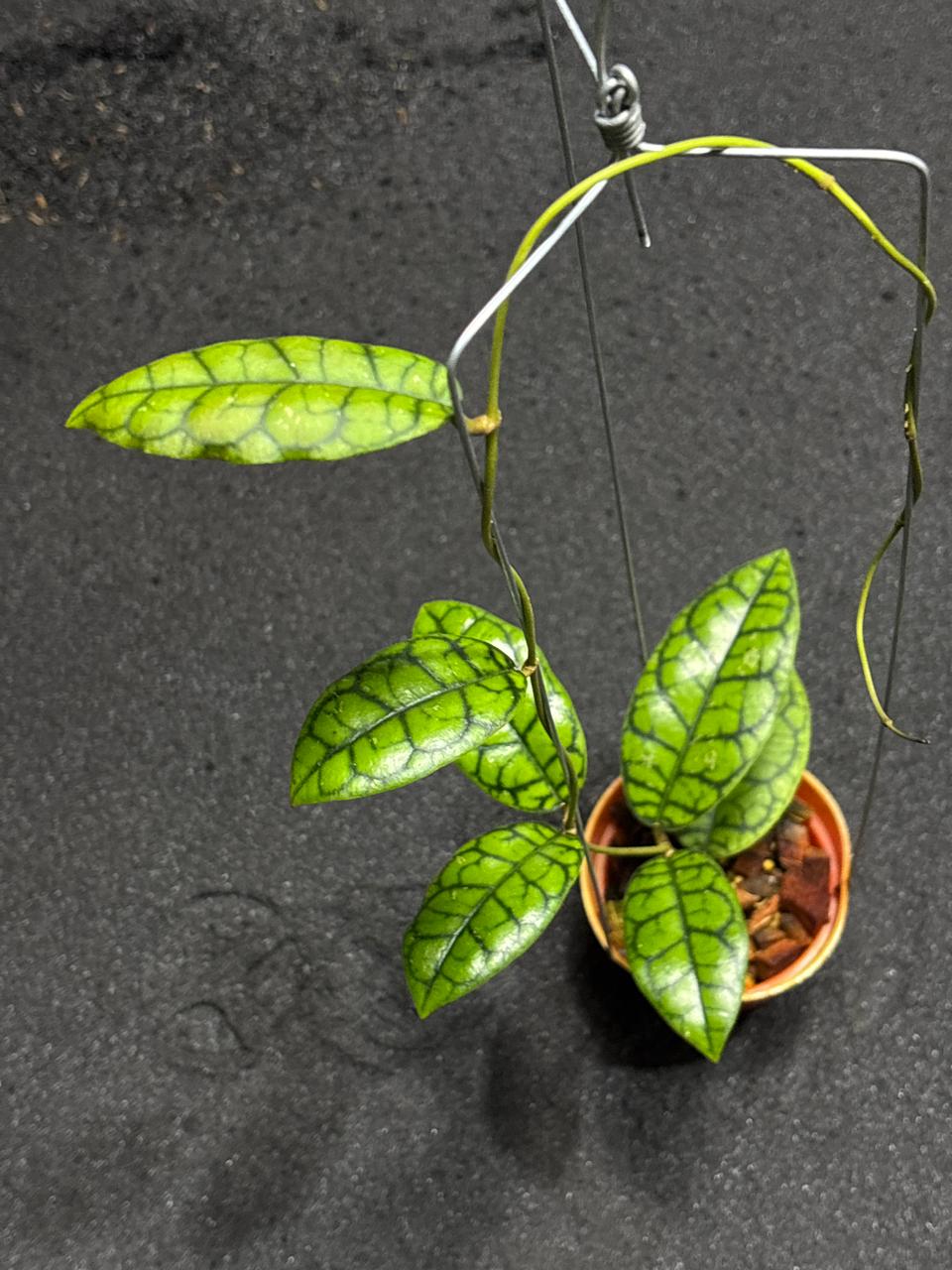Hoya Callistophylla Black Octopus