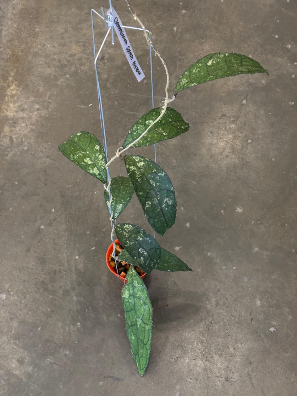 Hoya Clemesiorum Splash (Aceh)