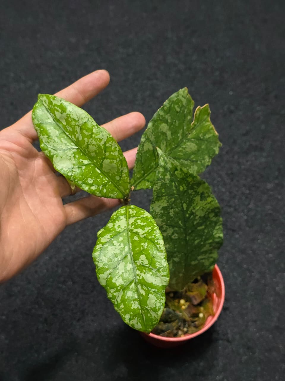 Hoya Forest Orb