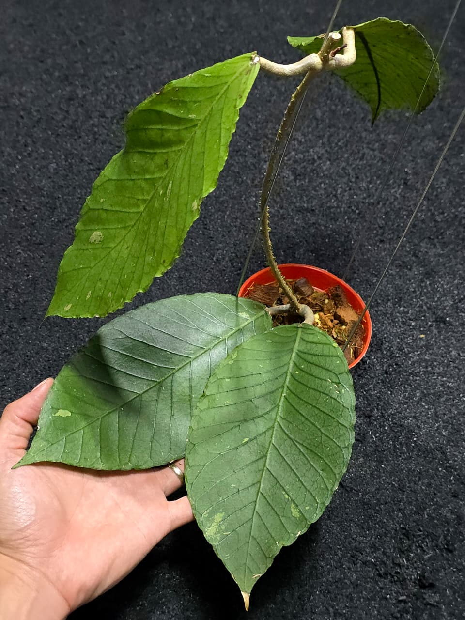 Hoya Jungle Queen
