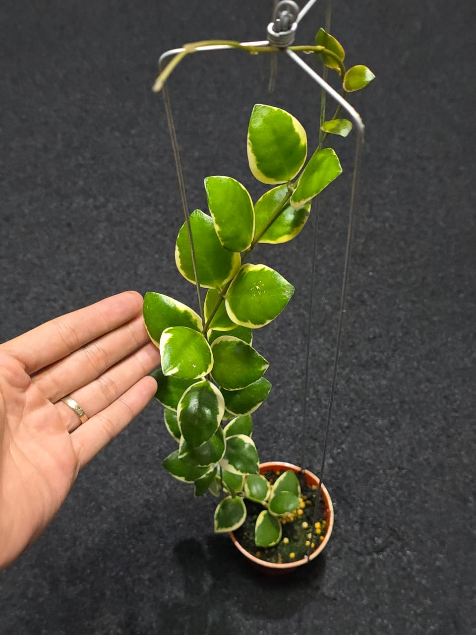 Hoya Lacunosa Palta (L)
