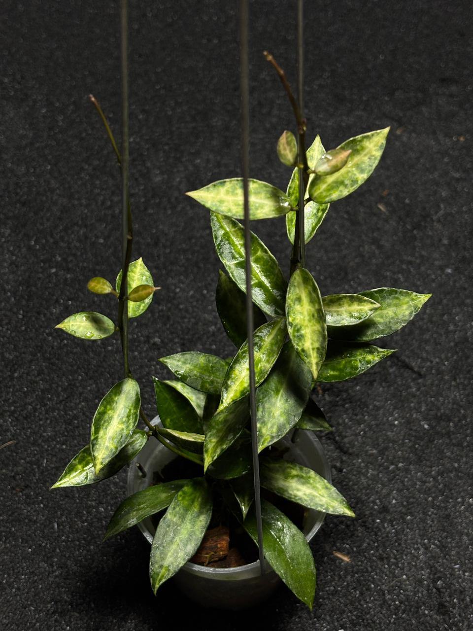 Hoya Lacunosa Peridot