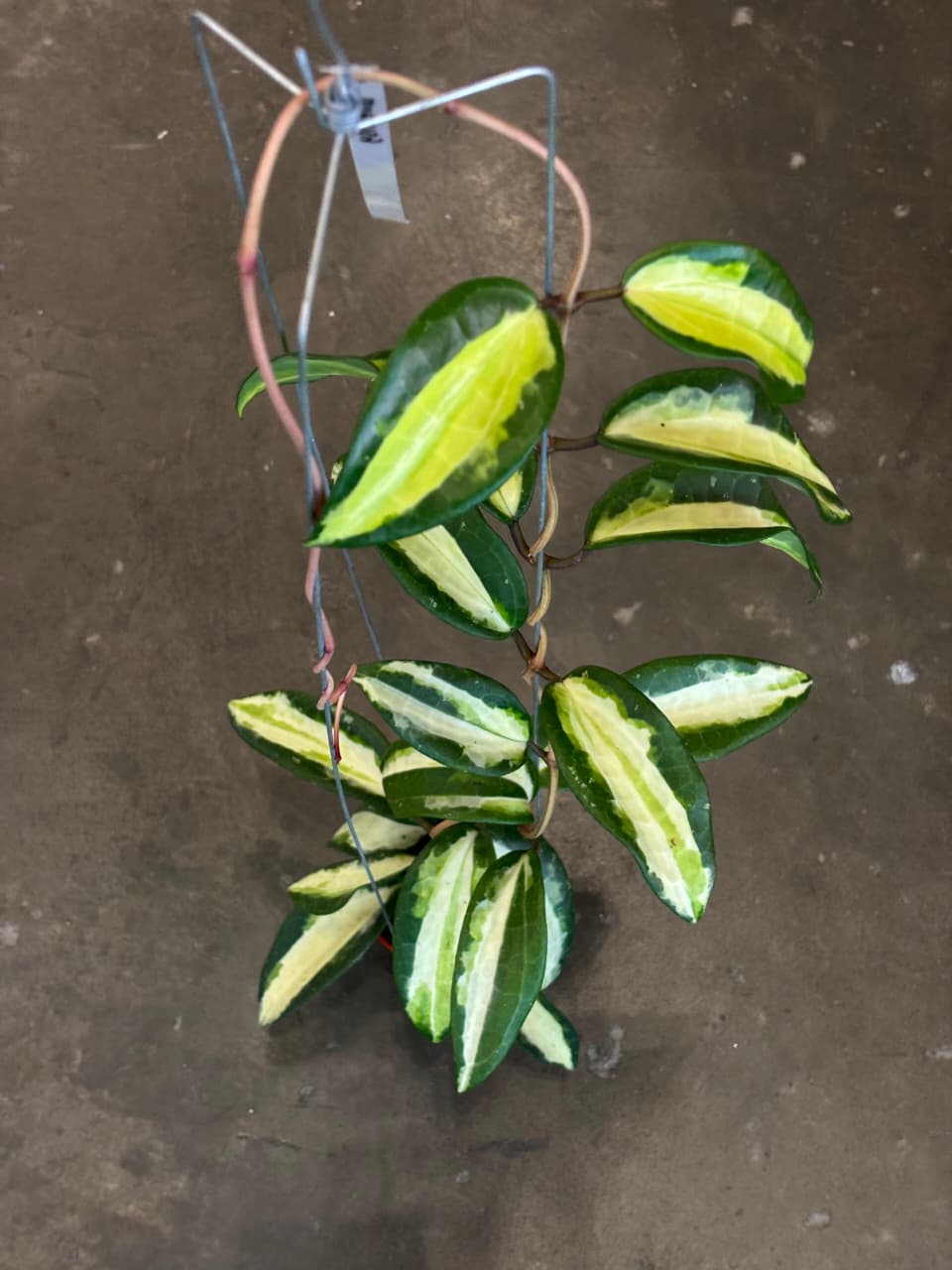 Hoya Latifolia Queensy