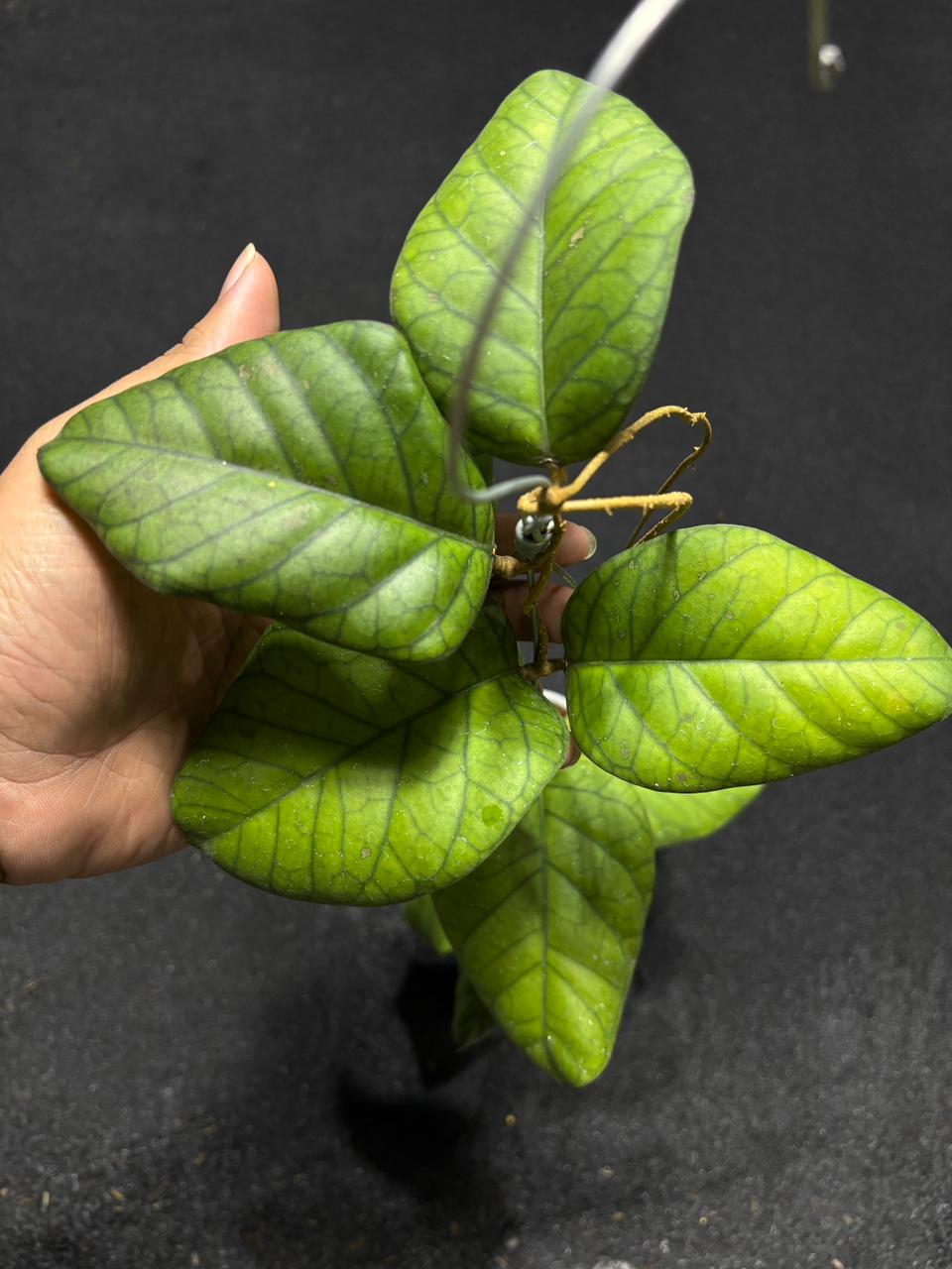 Hoya Sp Aceh Manohara Splash