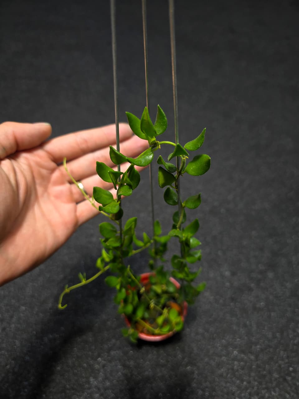 Hoya Mini Mamasa