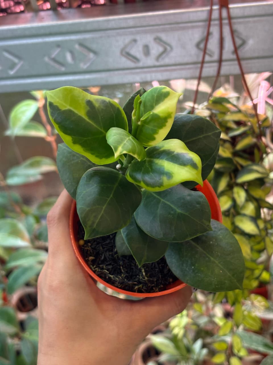 Hoya Obscura Albo