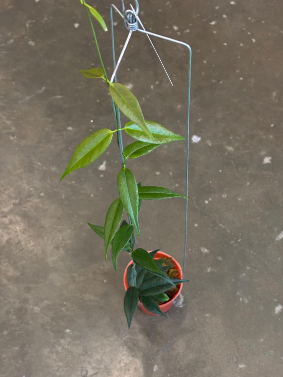 Hoya Paradisea (Papua)
