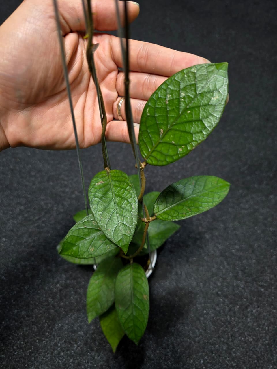 Hoya Sp Aceh Emerald