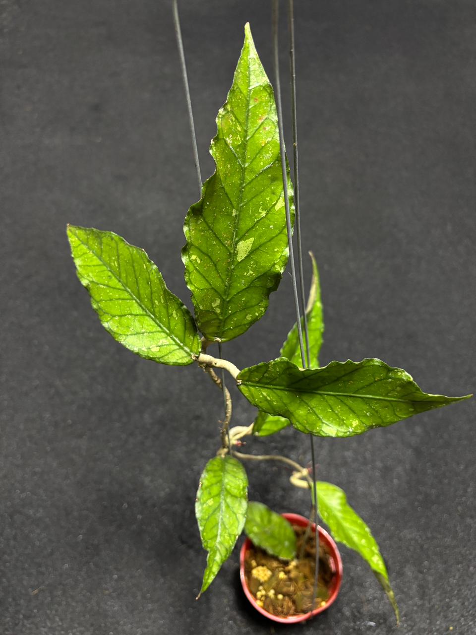 Hoya Sp Aceh Lynx