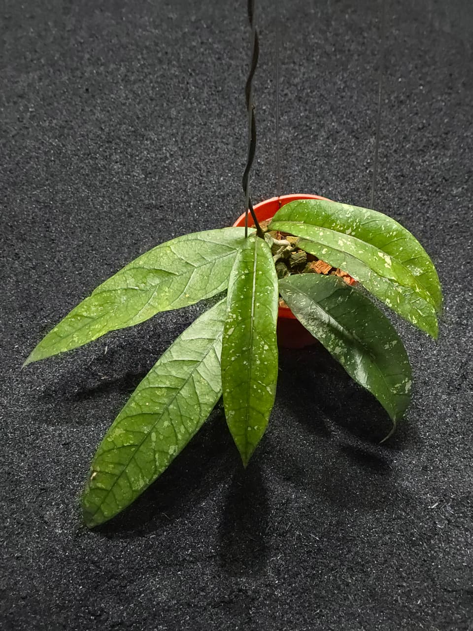Hoya Sp Aceh Narrow