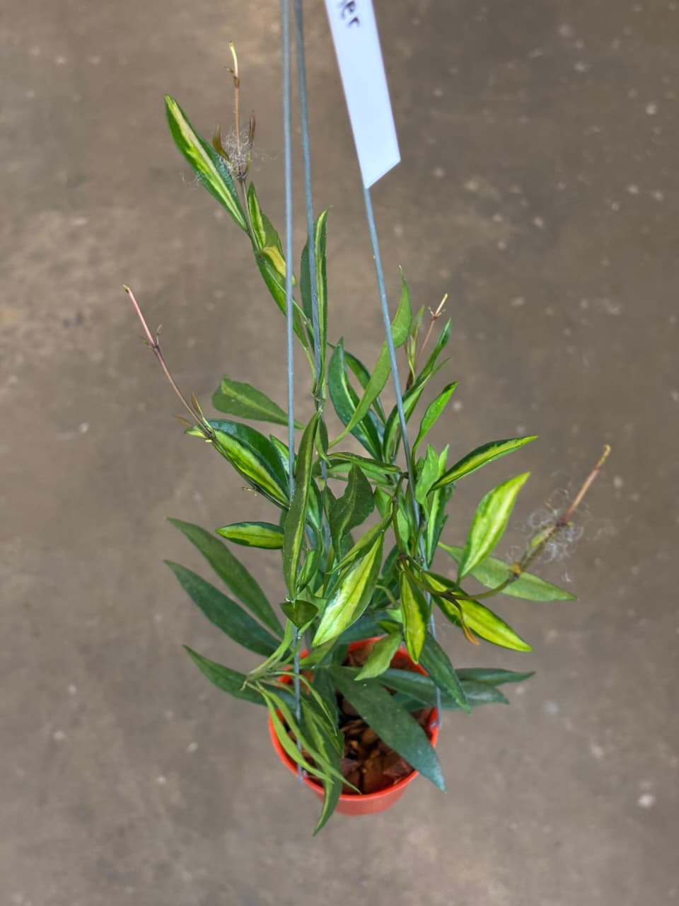 Hoya Tsangii Inner Var