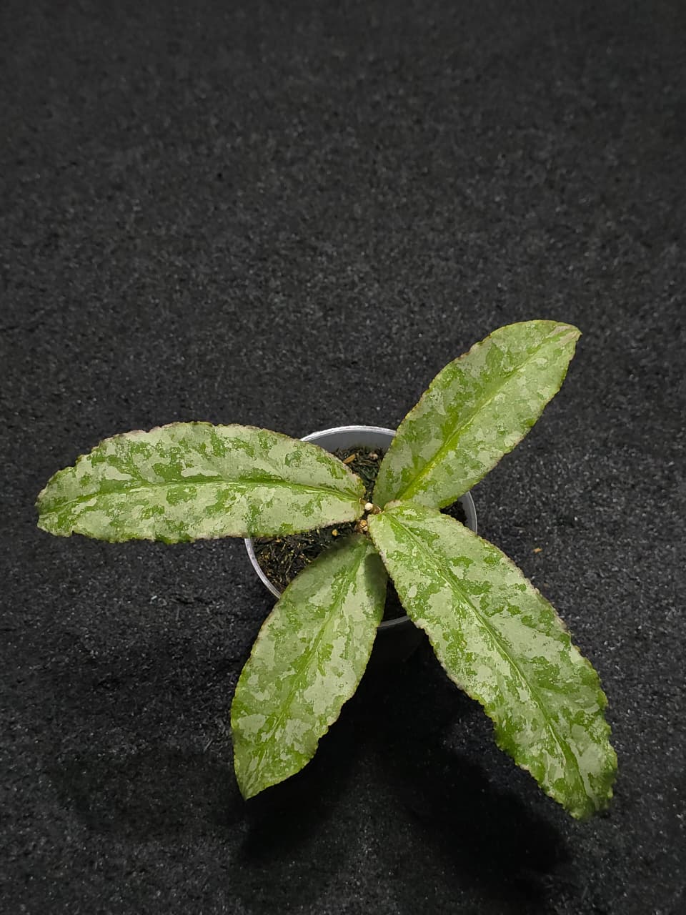 Hoya Undullata Silver