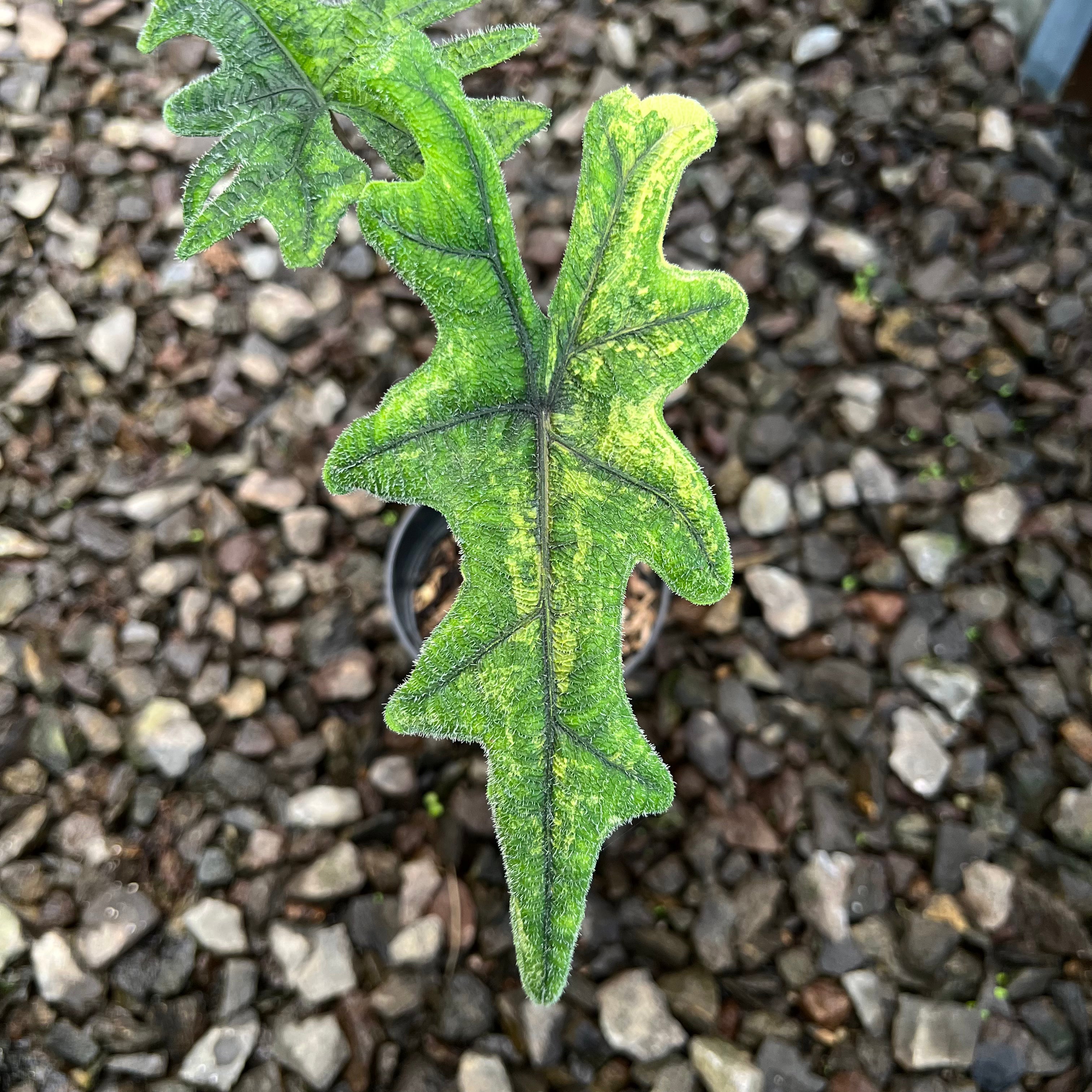 Alocasia Jacklyn Variegated