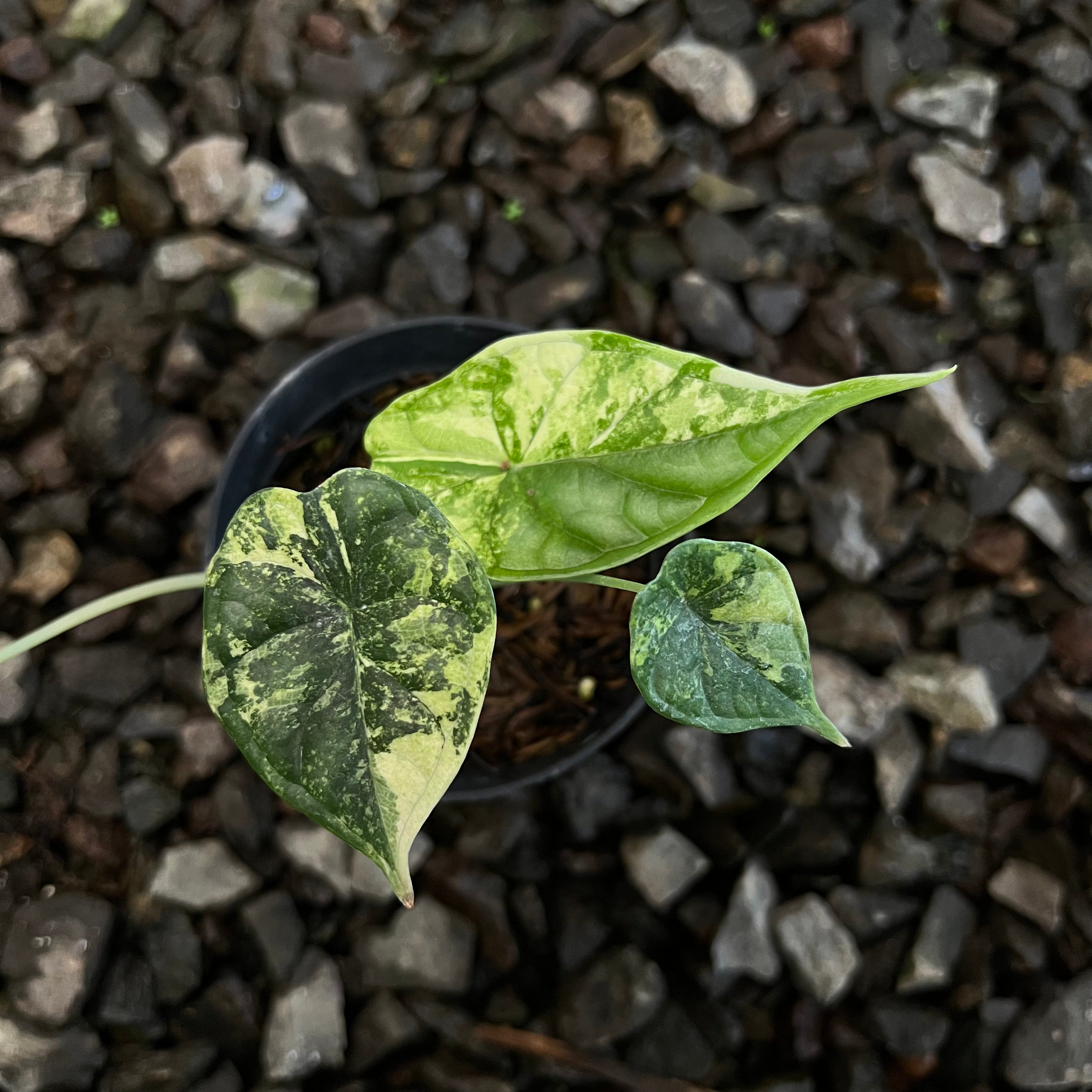 Alocasia Dragon Scale Variegated
