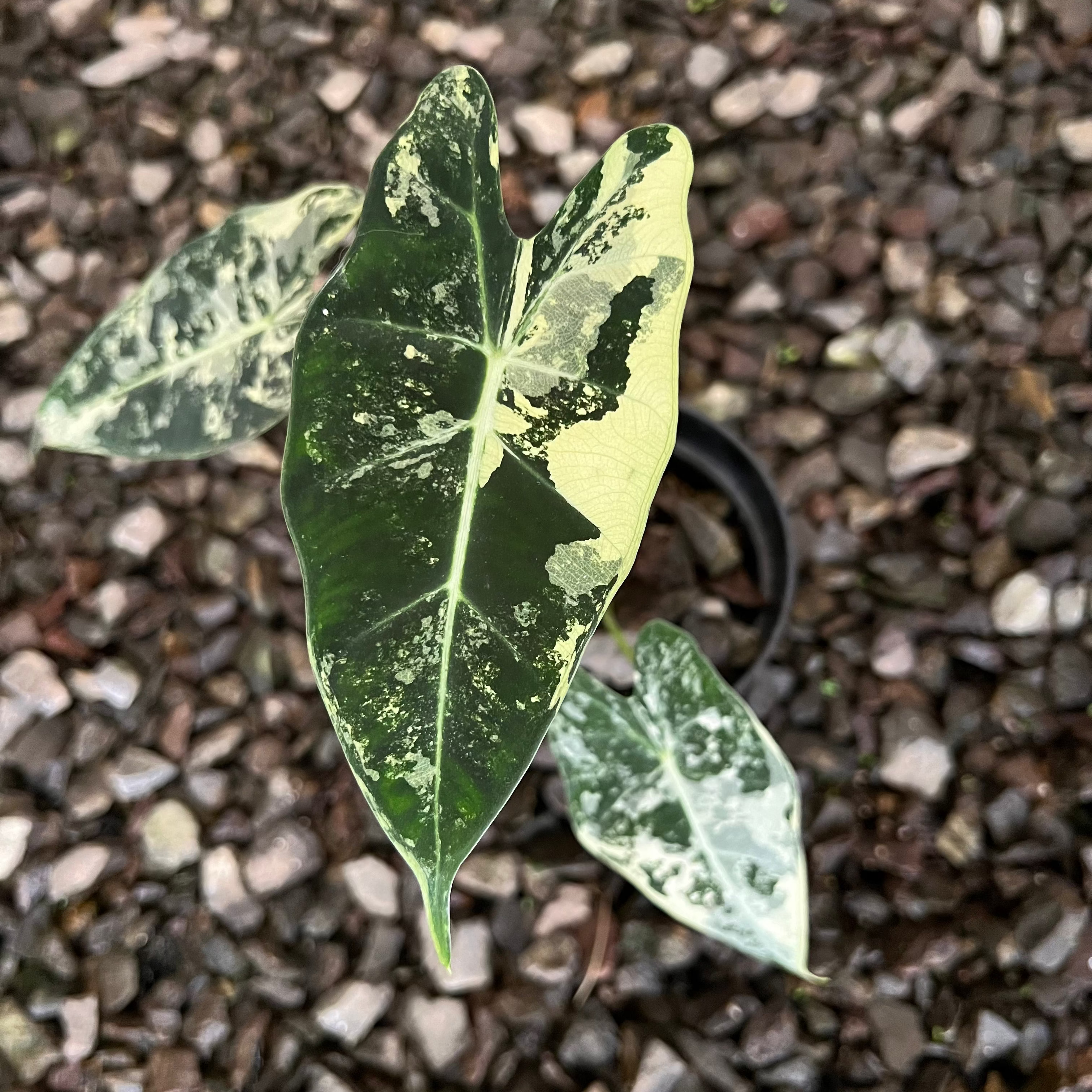Alocasia Frydek Variegated