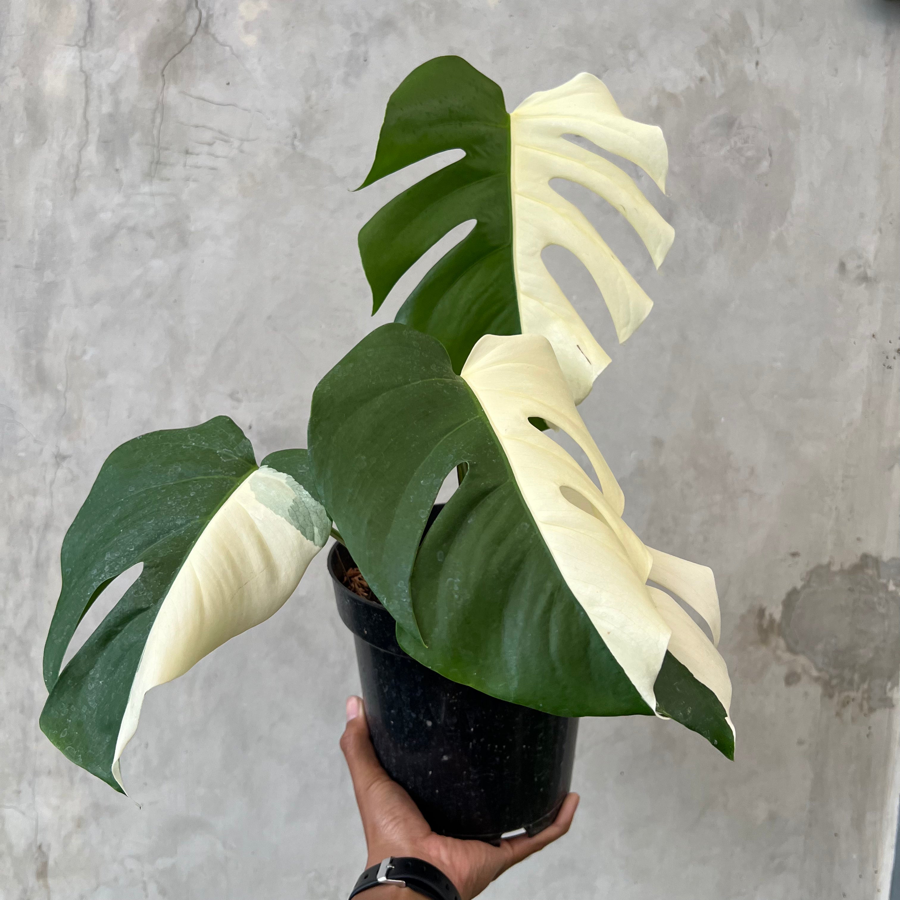 Monstera Half Moon