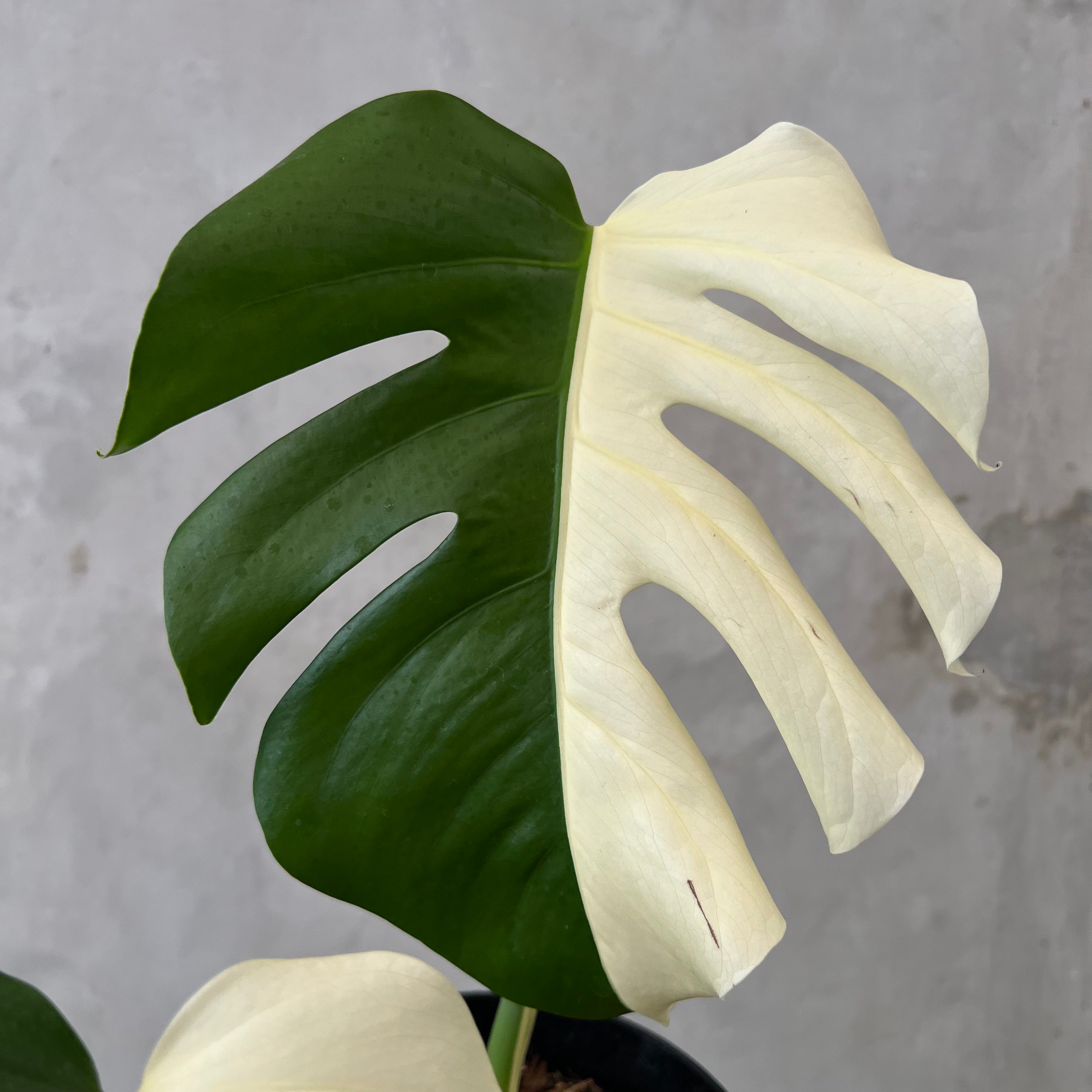 Monstera Half Moon