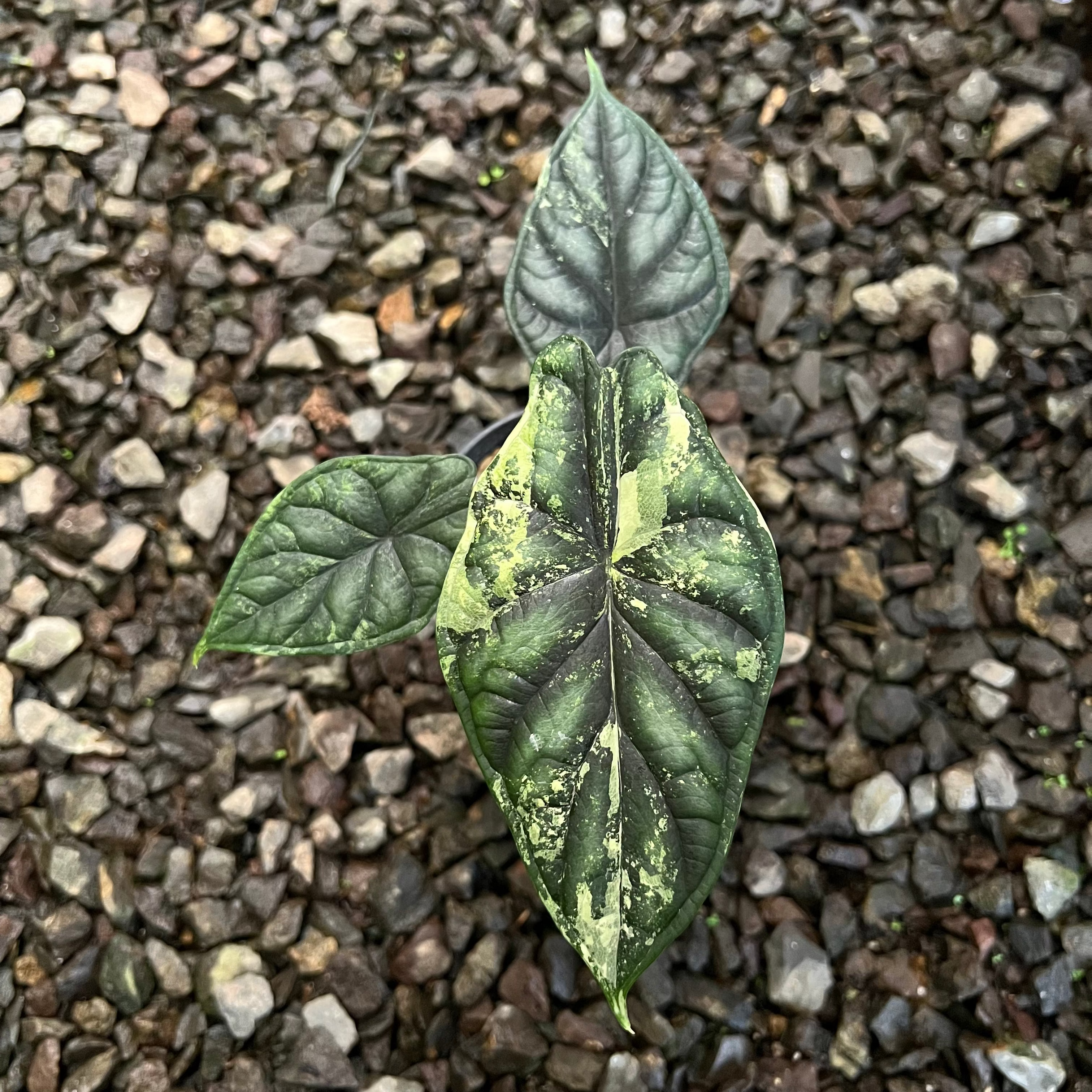 Alocasia Dragon Scale Varigated Medium size