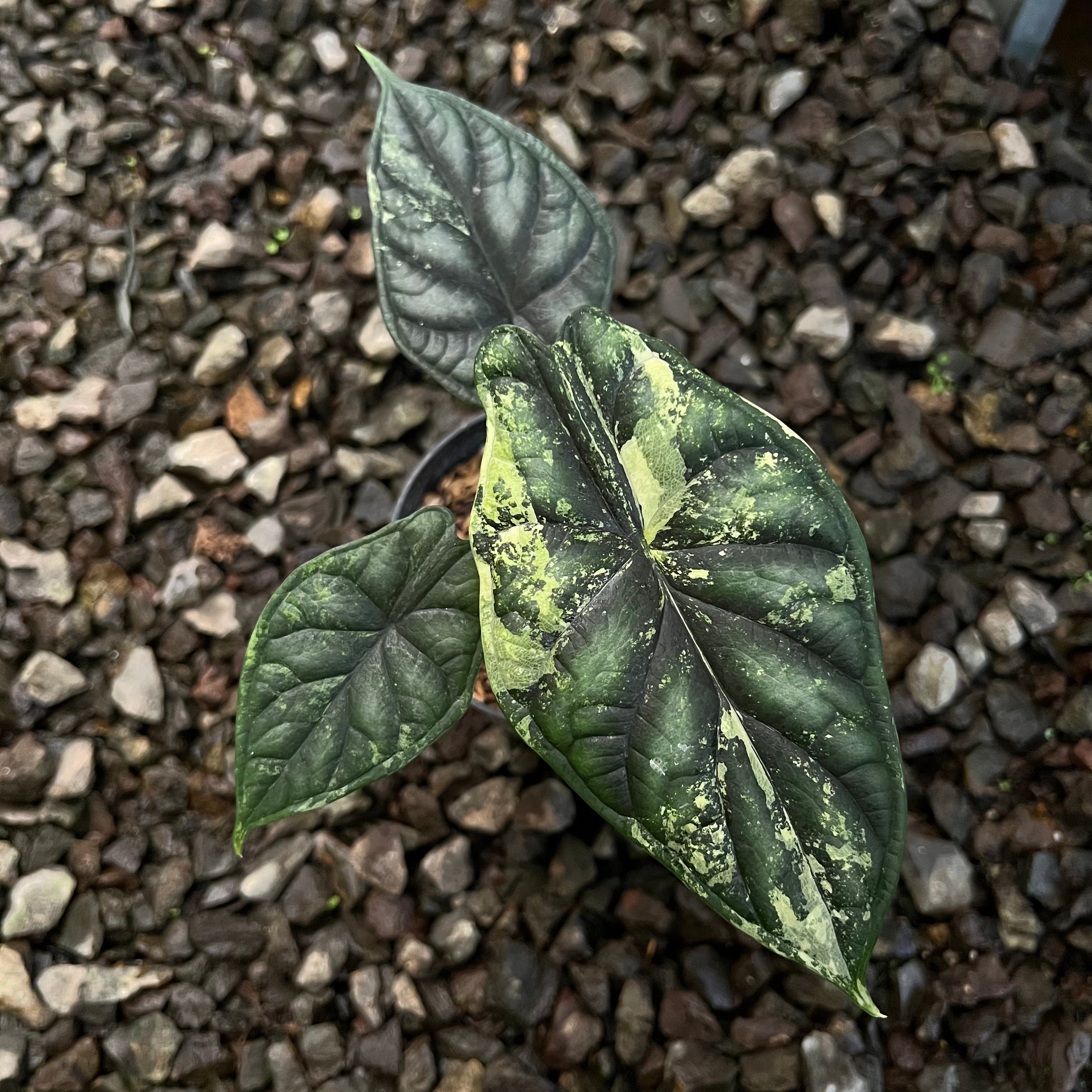 Alocasia Dragon Scale Varigated Medium size