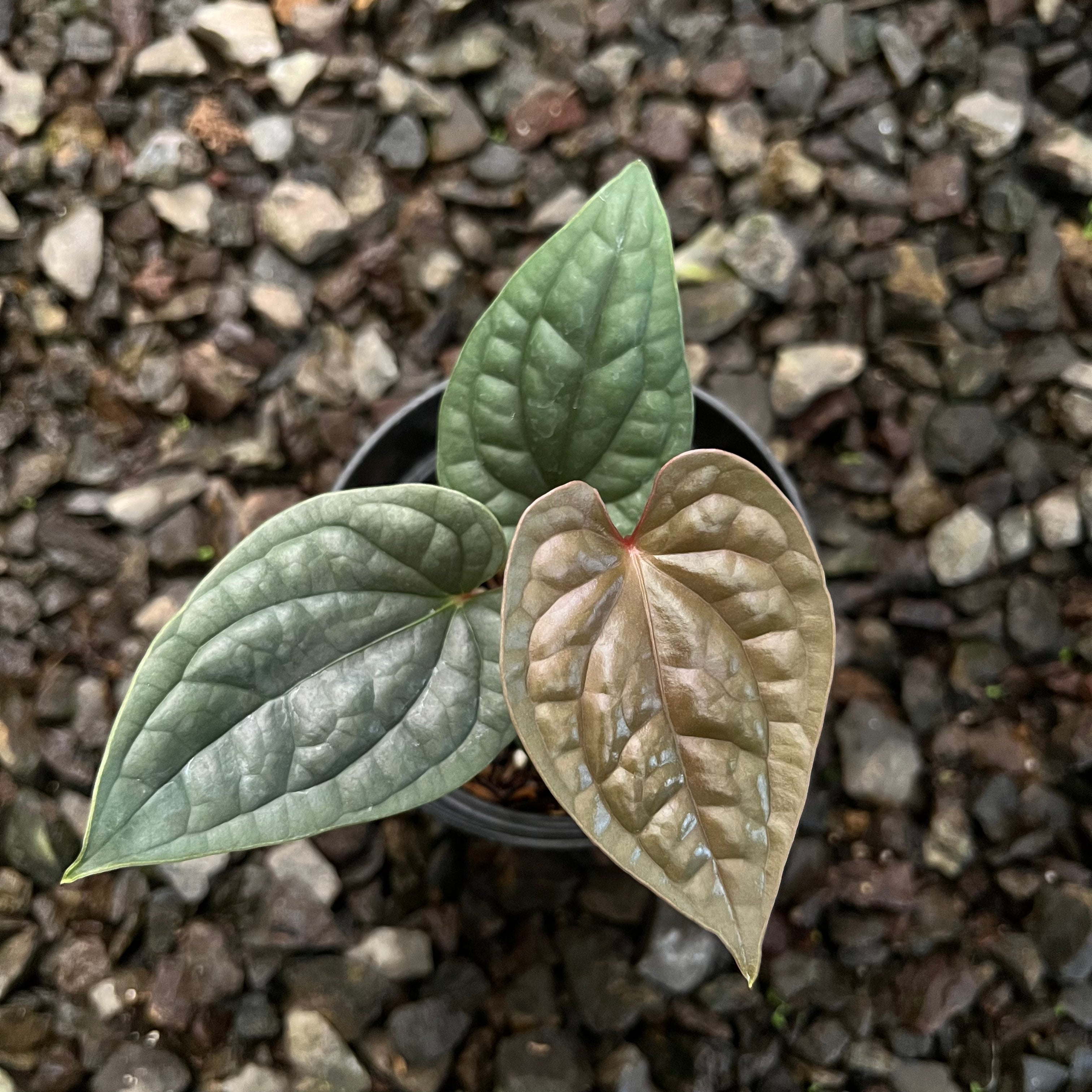 Anthurium Luxurians