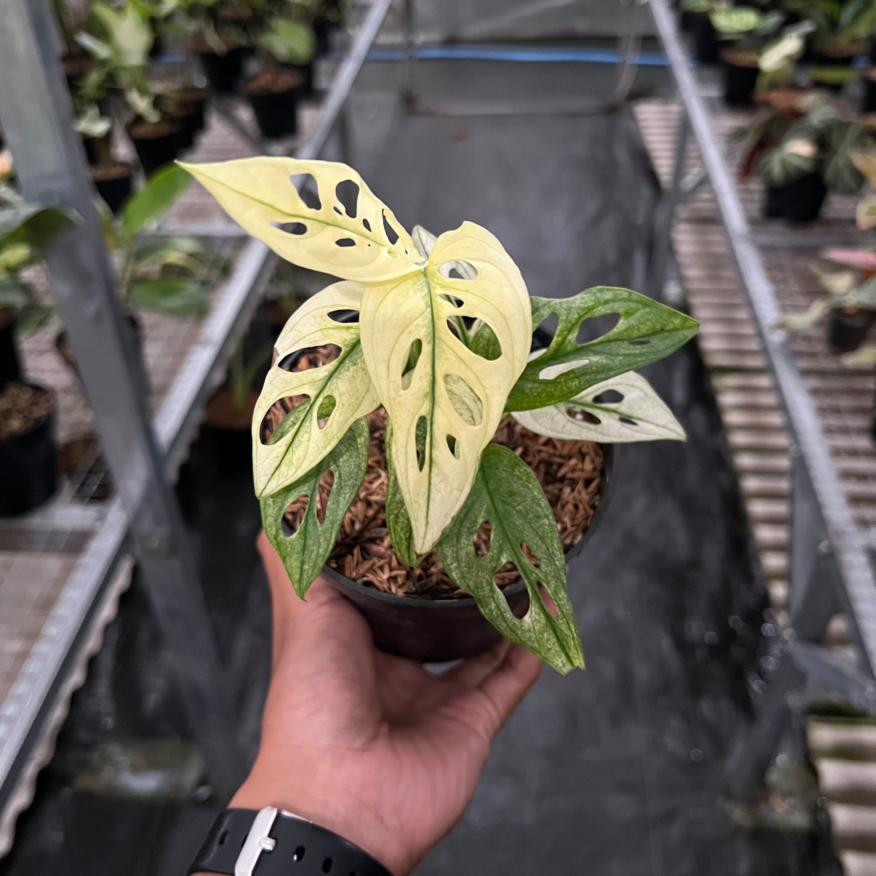 Monstera Adansonii Mint Variegated