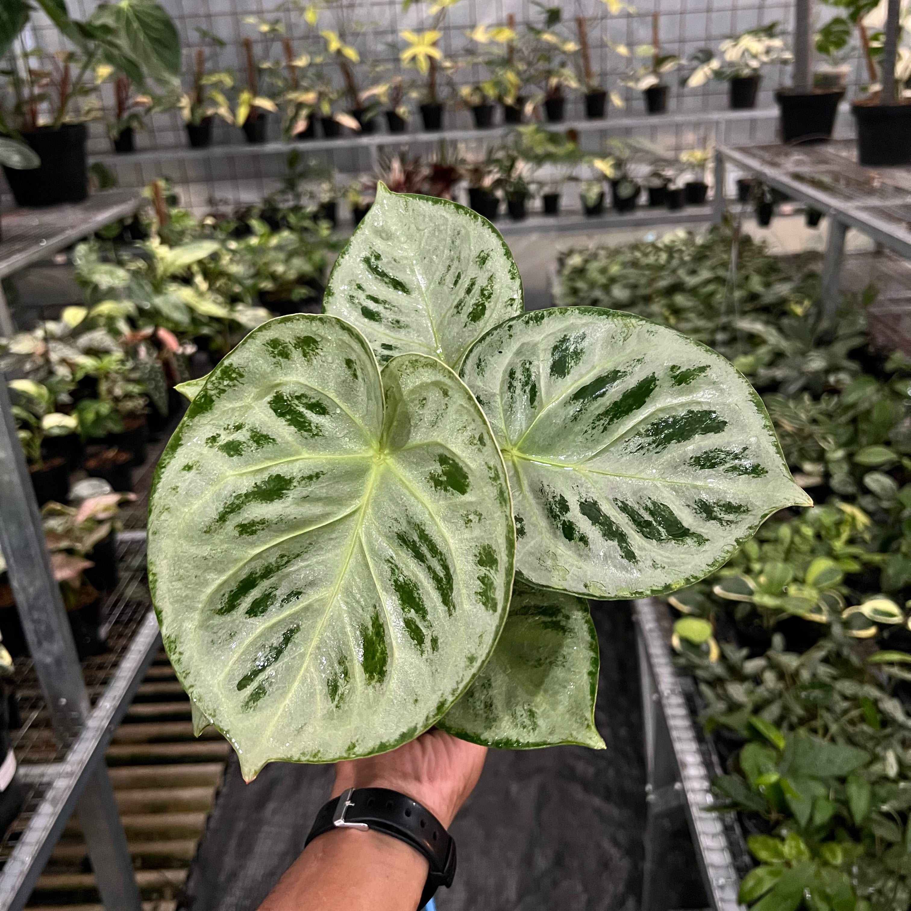 Anthurium Silver Chrome Round