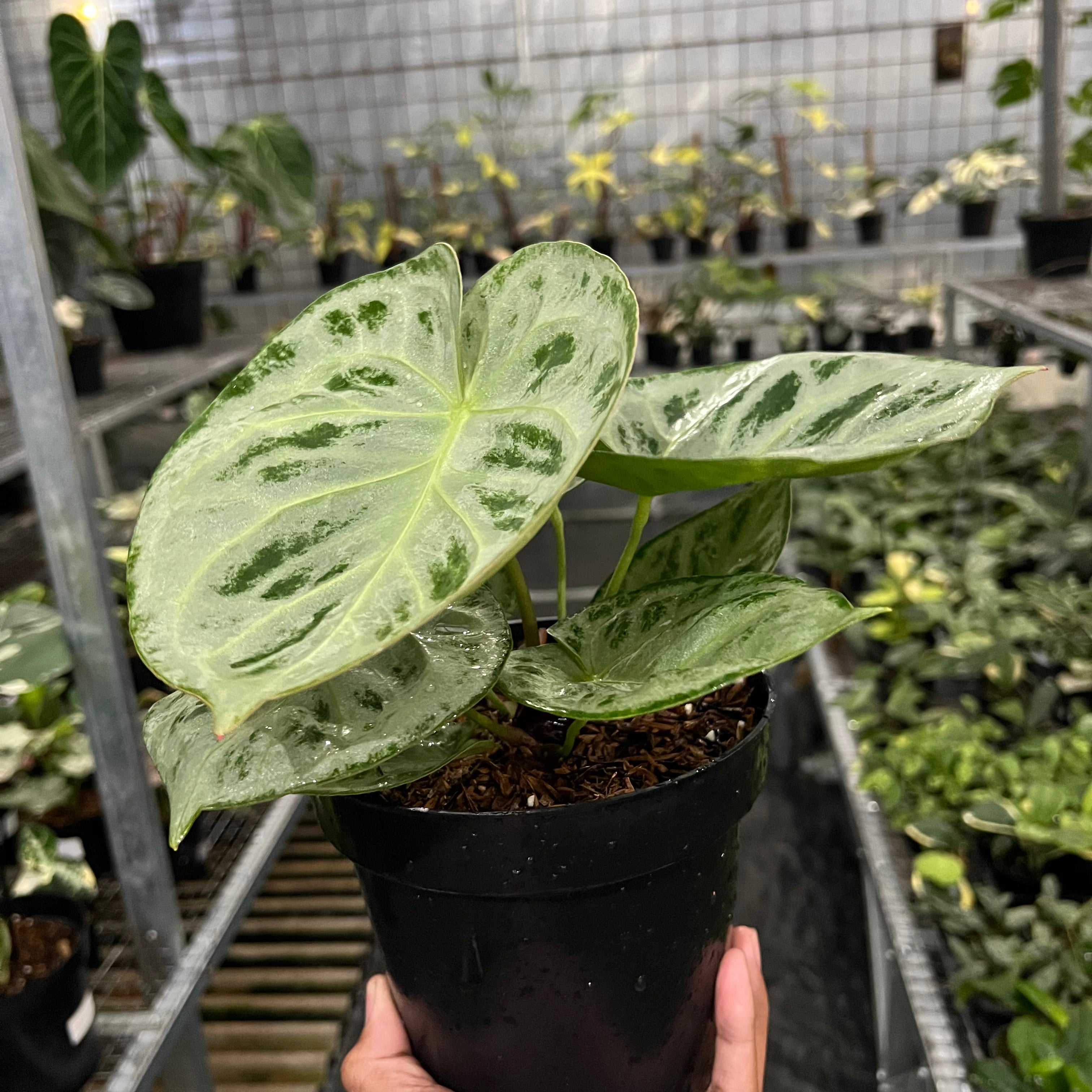 Anthurium Silver Chrome Round