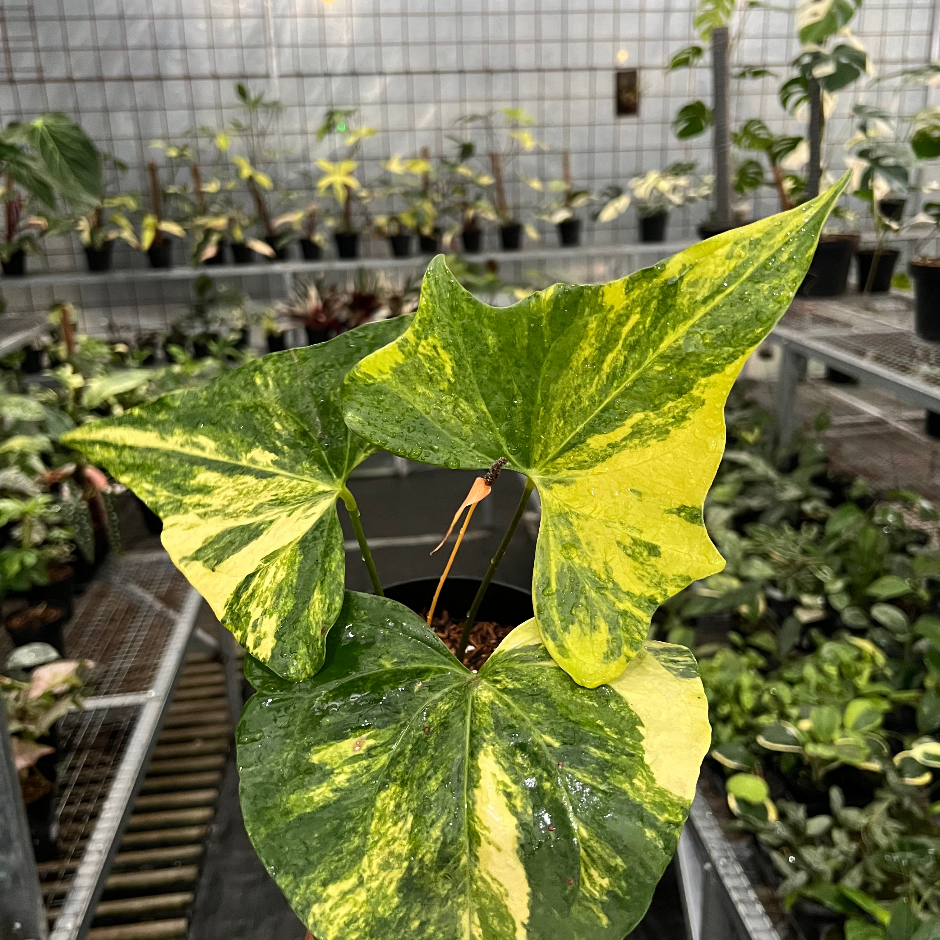 Anthurium Pterodactyl Variegated