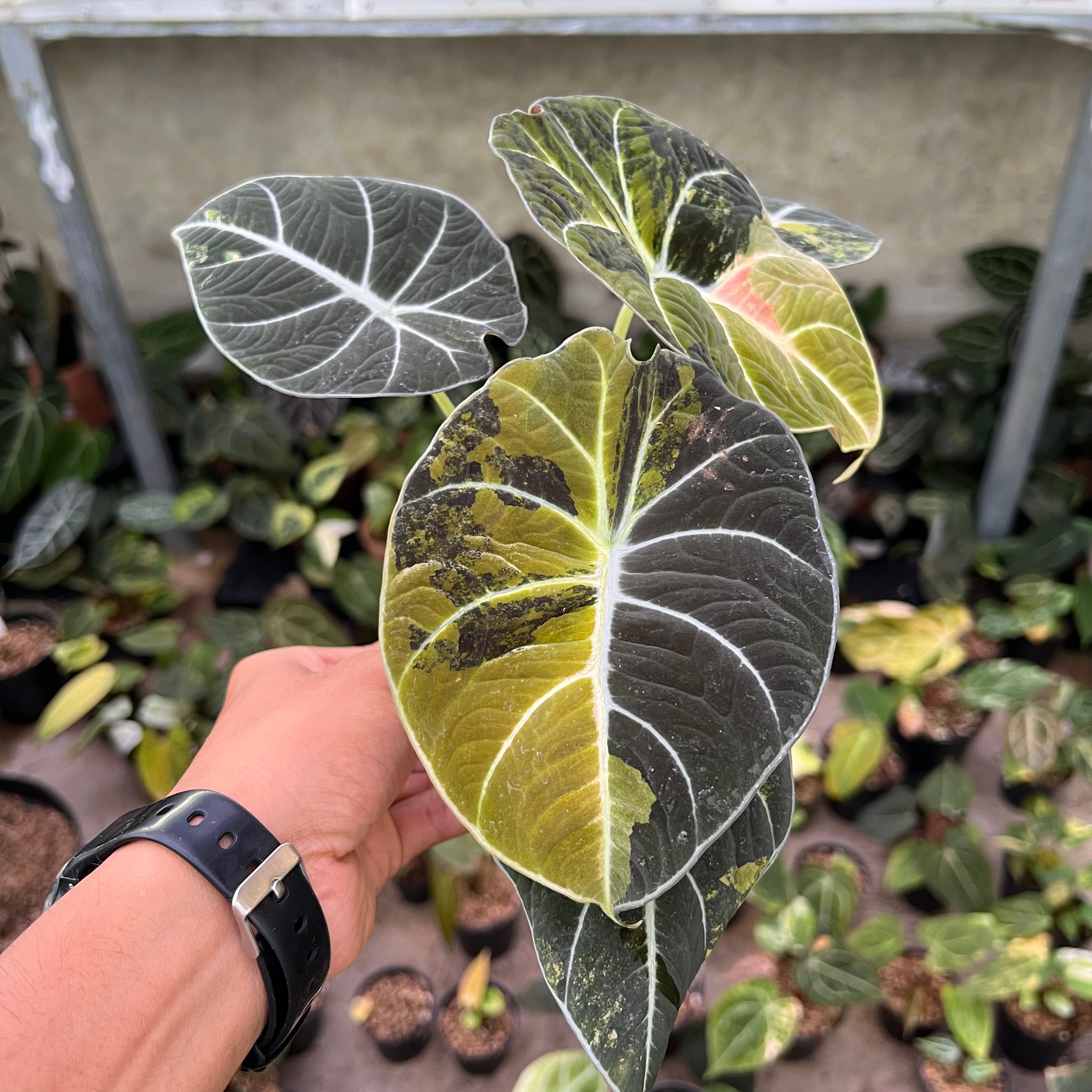 Alocasia Black Velvet Variegated
