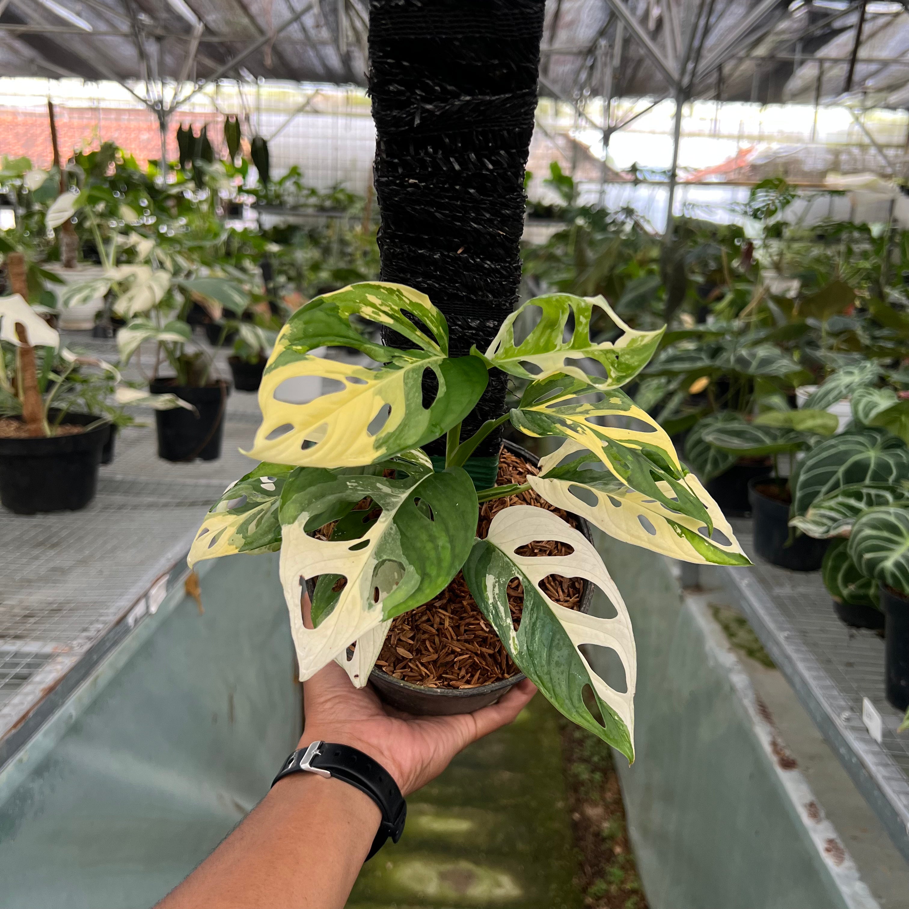 Monstera Adansonii Albo Variegated