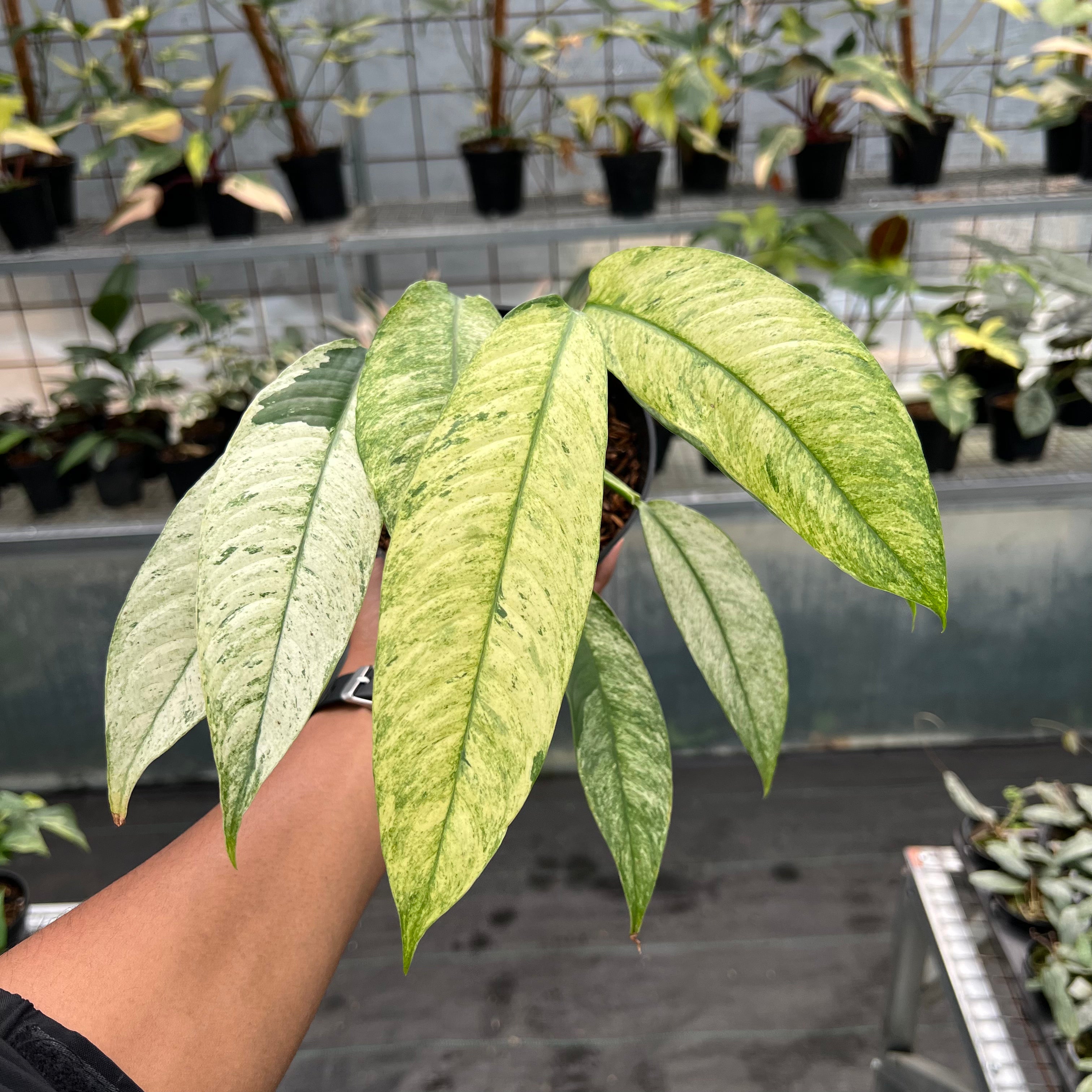 Rhaphidophora Megasperma Variegated