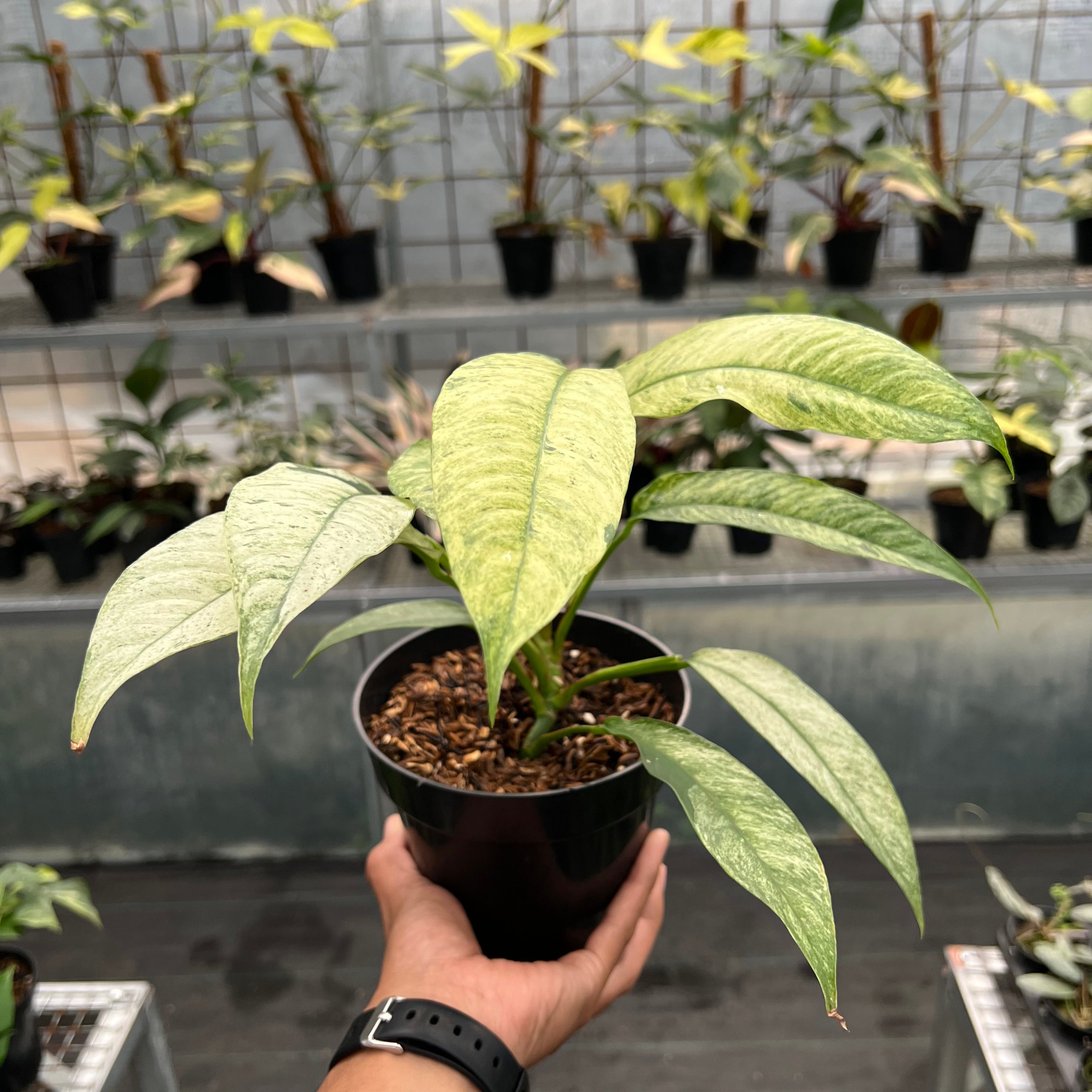 Rhaphidophora Megasperma Variegated