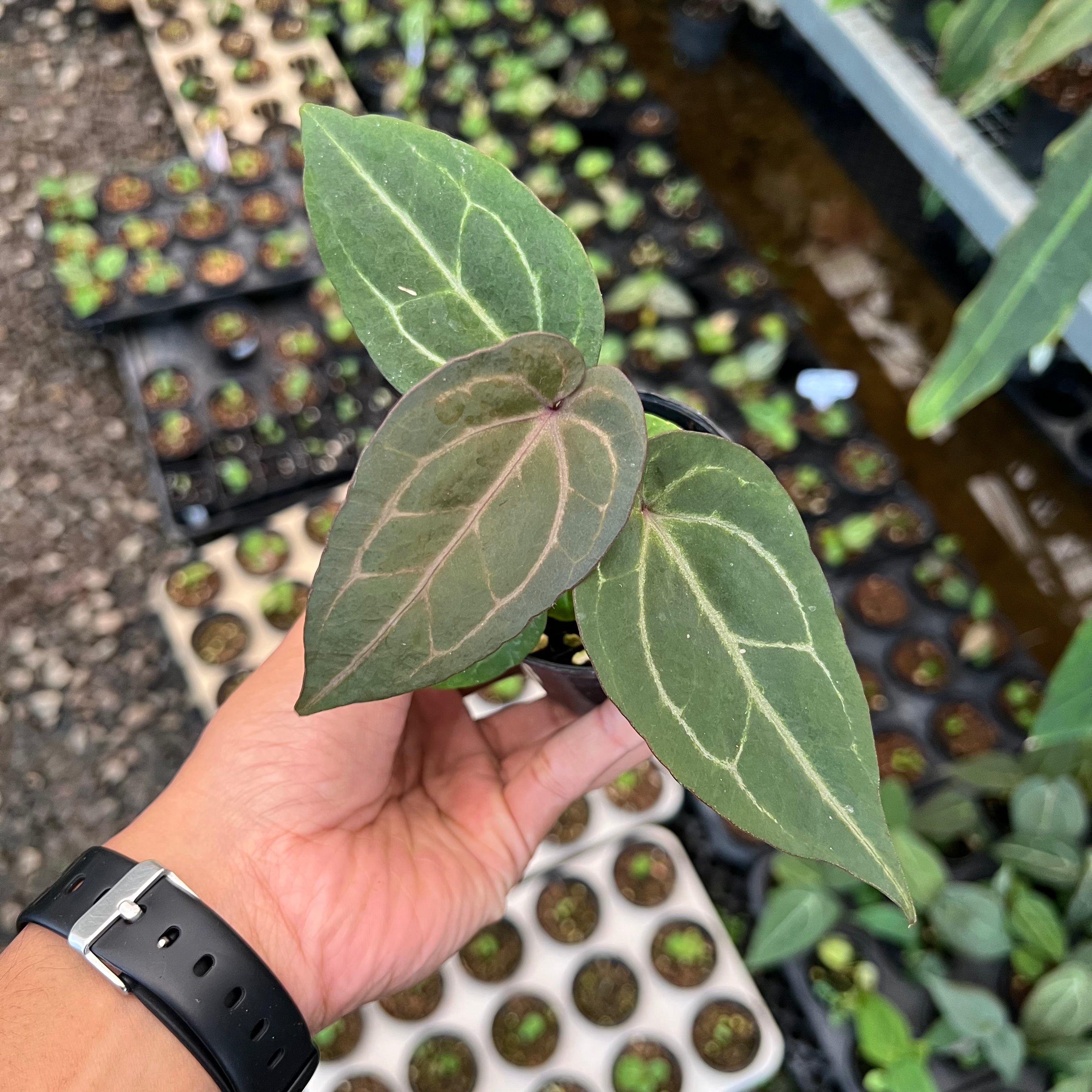 Anthurium (Angela x Black widow) x Red legacy