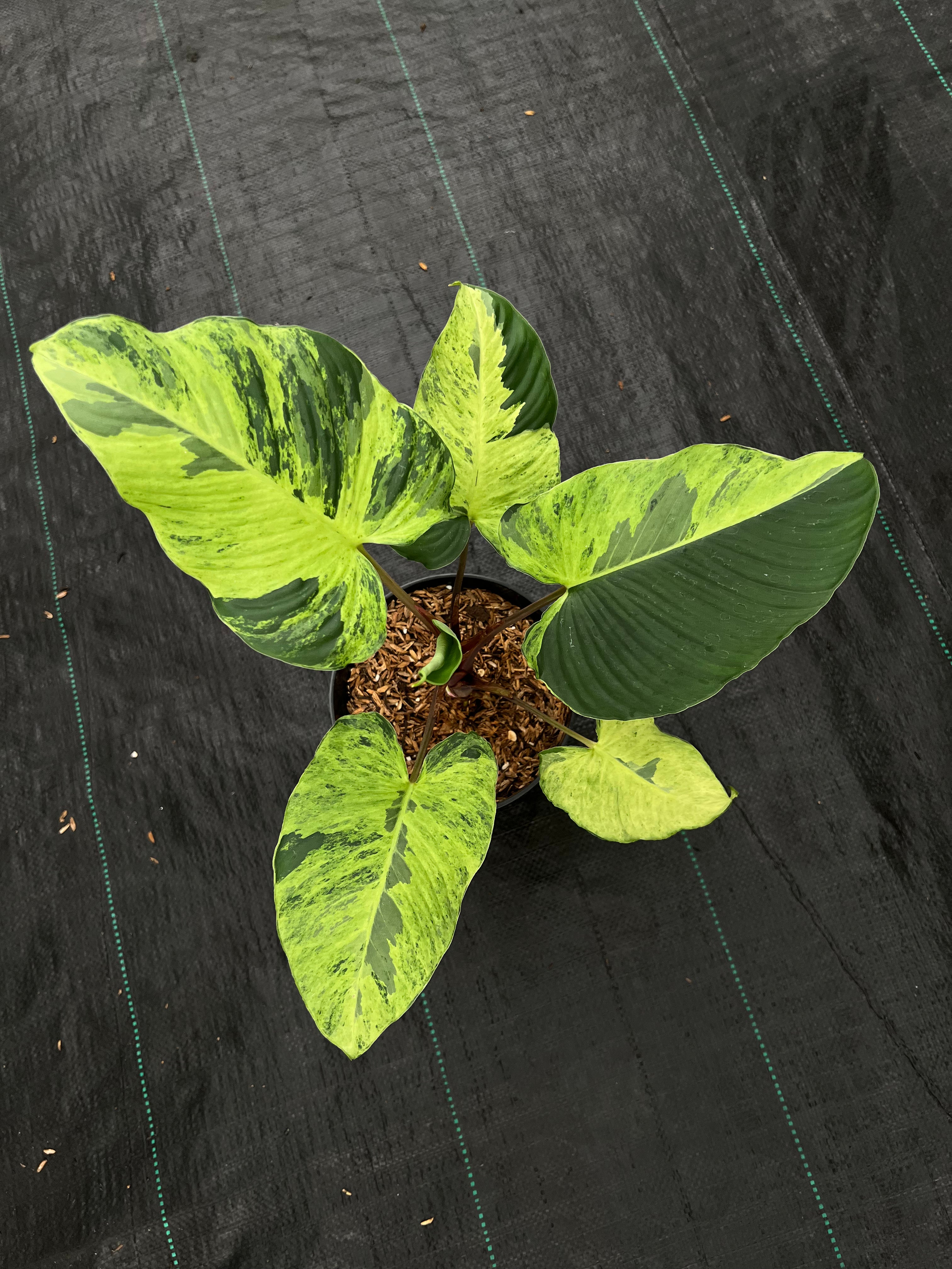 Homalomena Aurea Variegated Sp. Borneo