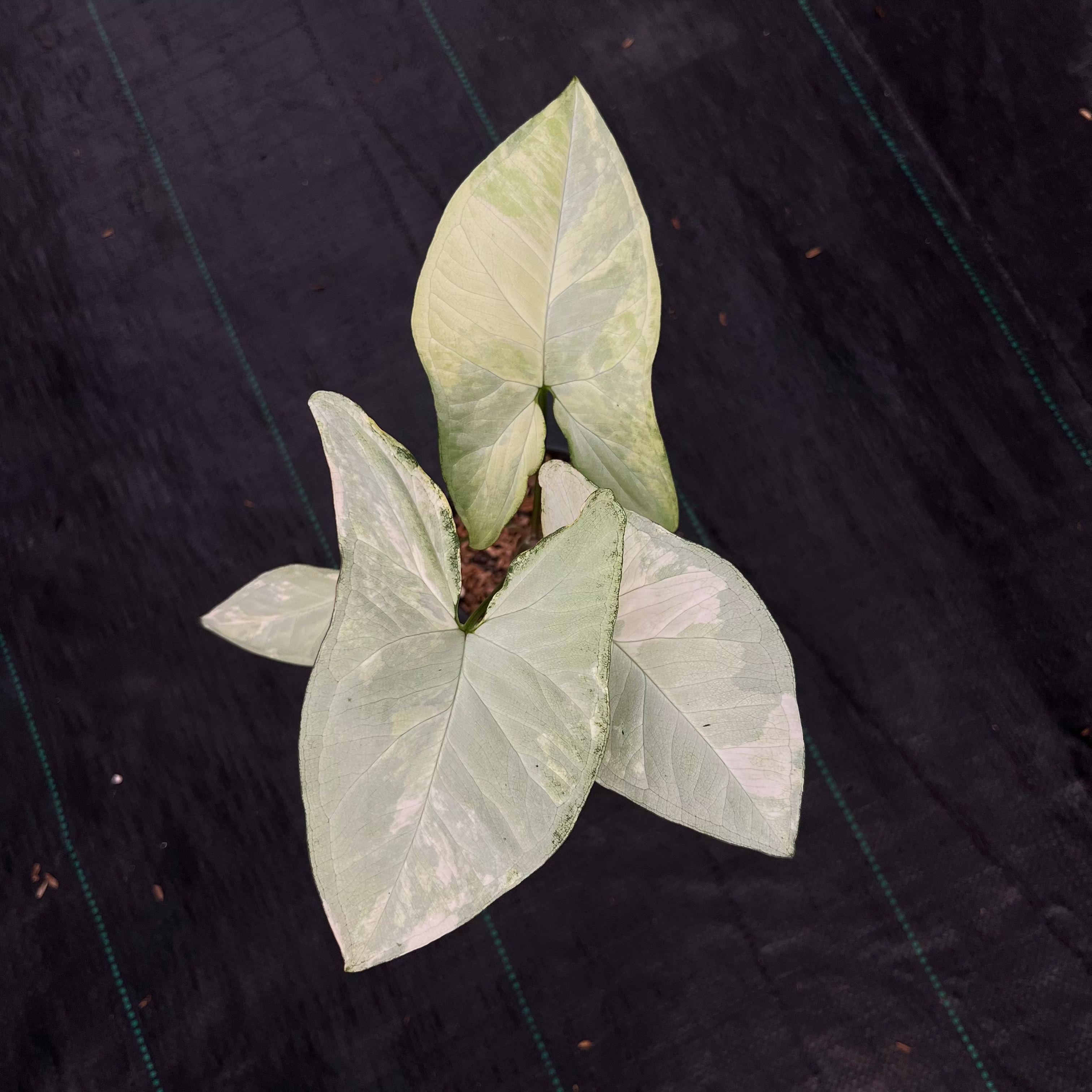 Syngonium White Butterfly Variegated