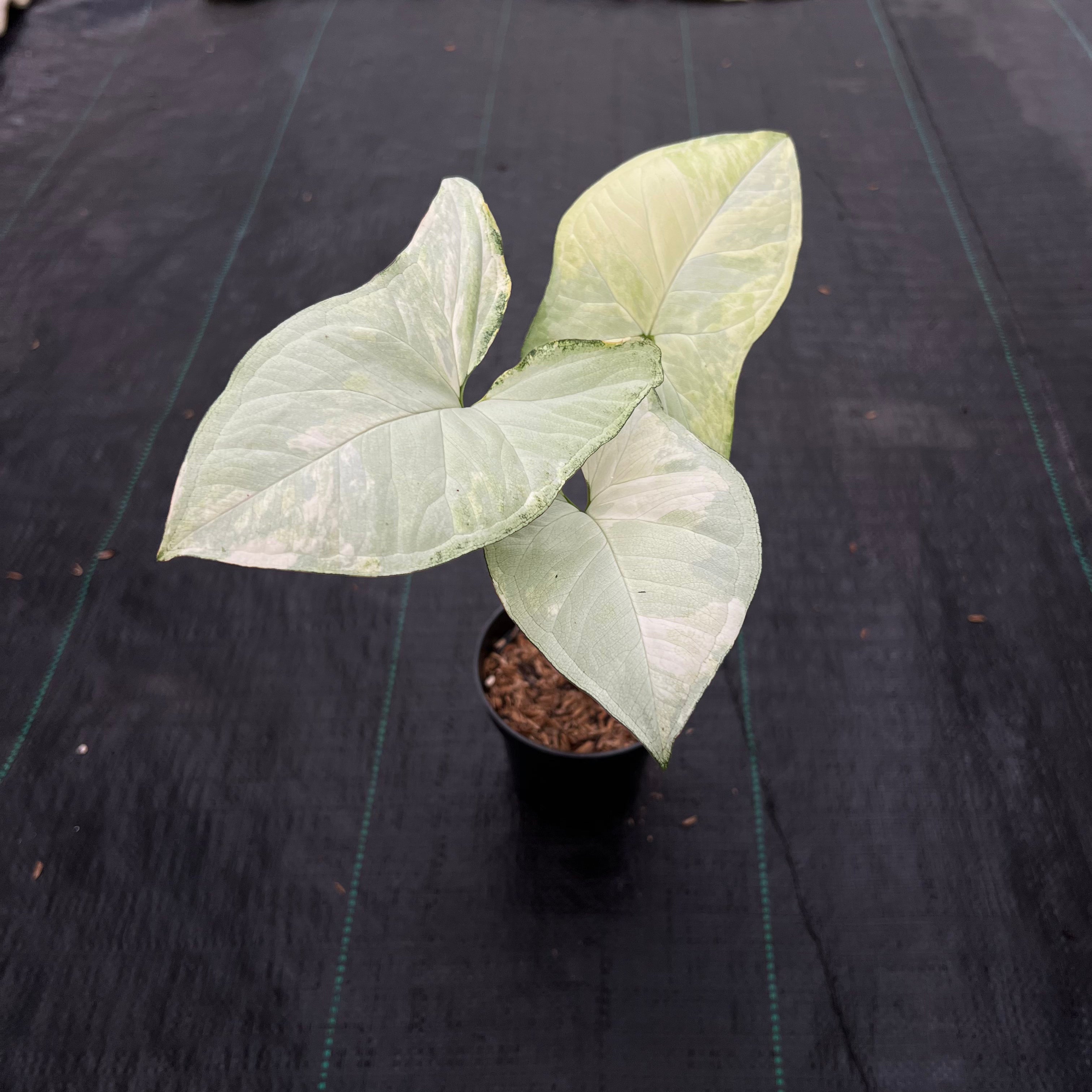 Syngonium White Butterfly Variegated