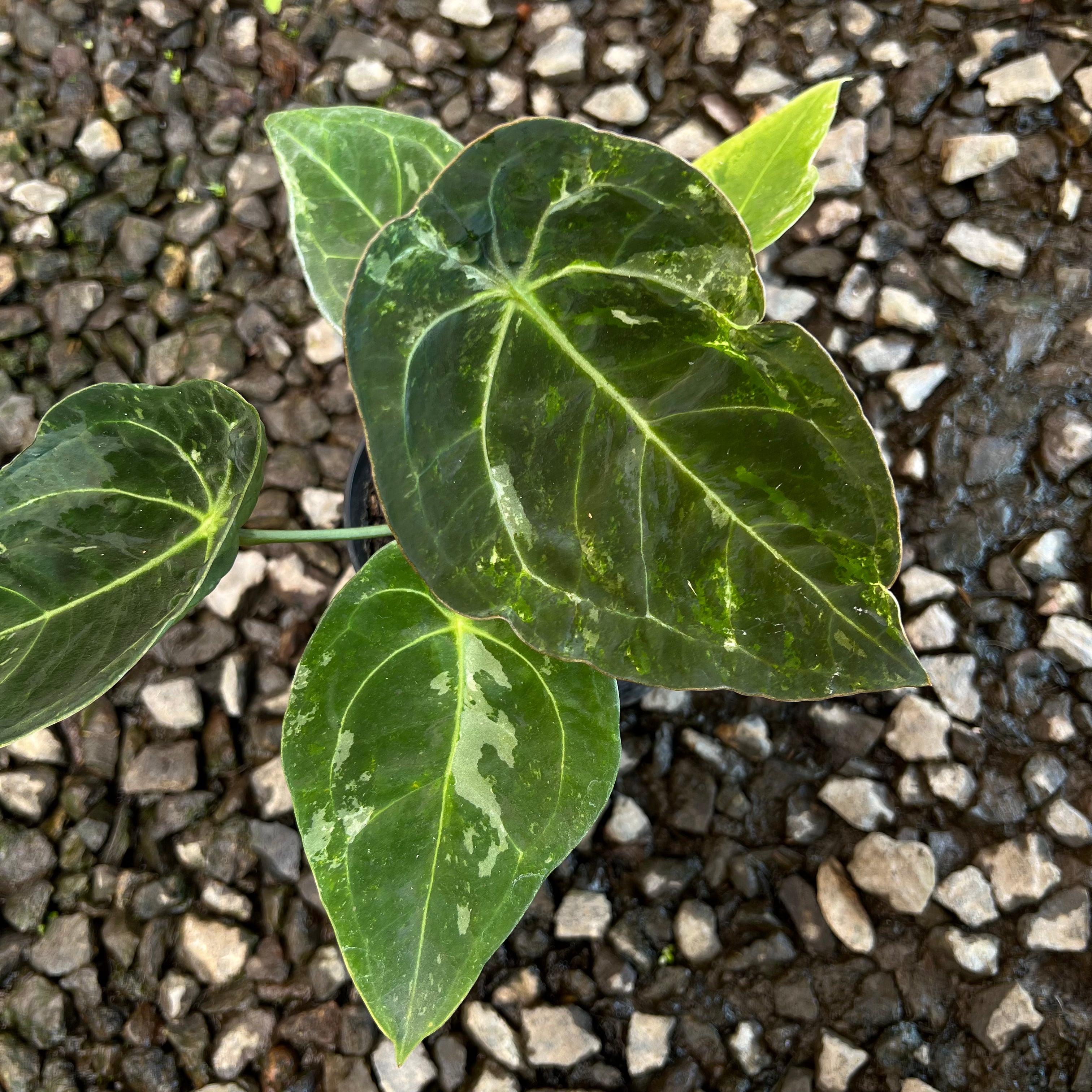 Anthurium Forgeti Variegated