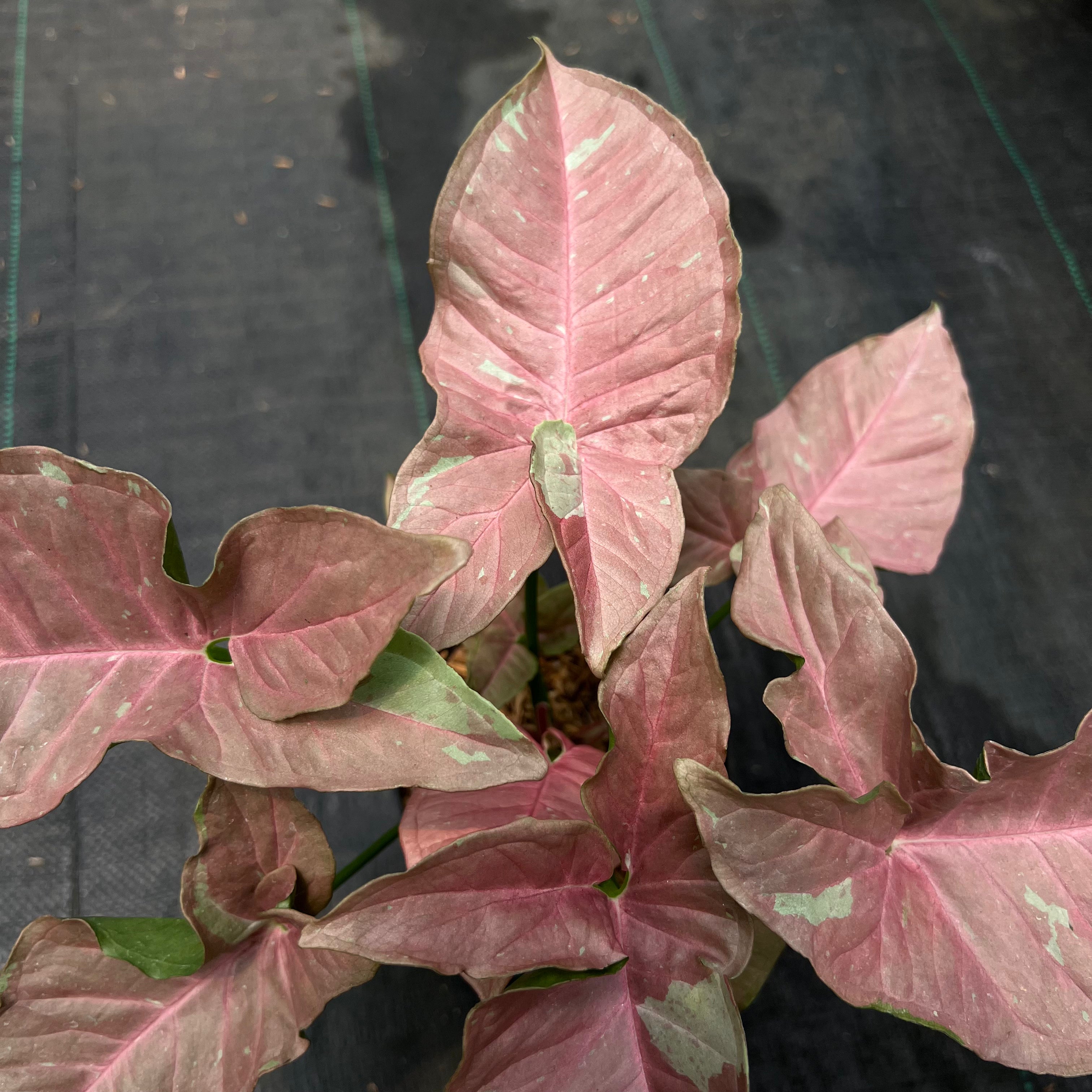 Syngonium Pink Caviar
